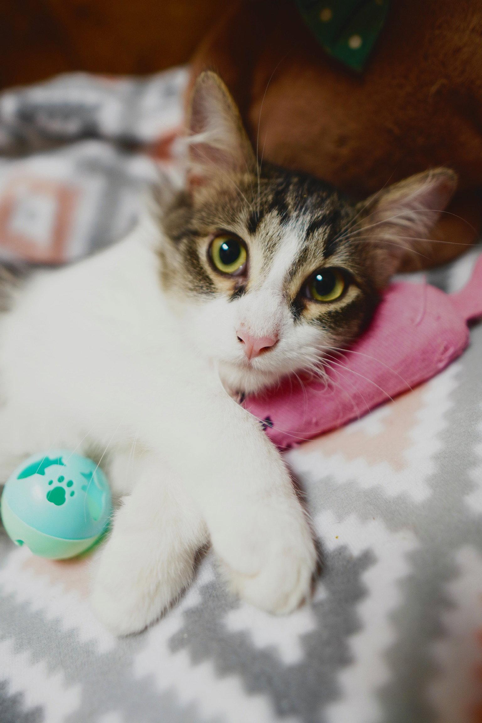 Albert, a Adopted Domestic Short Hair in Jackson, MS image 2/3