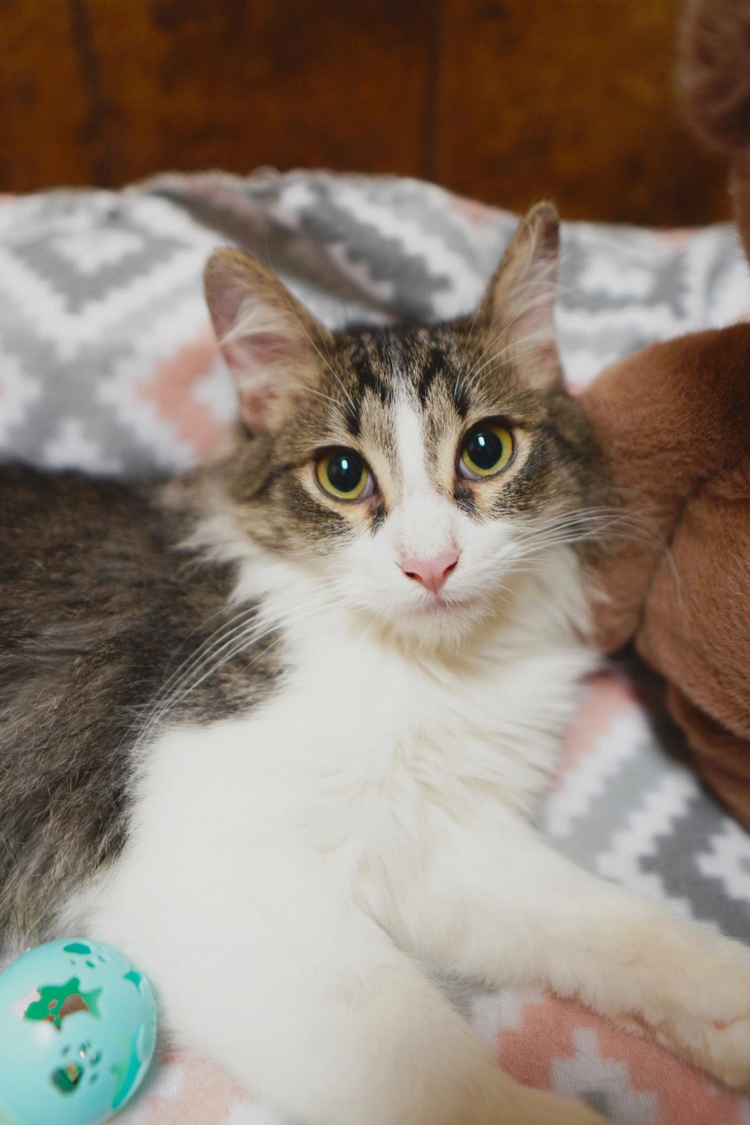 Albert, a Adopted Domestic Short Hair in Jackson, MS image 3/3