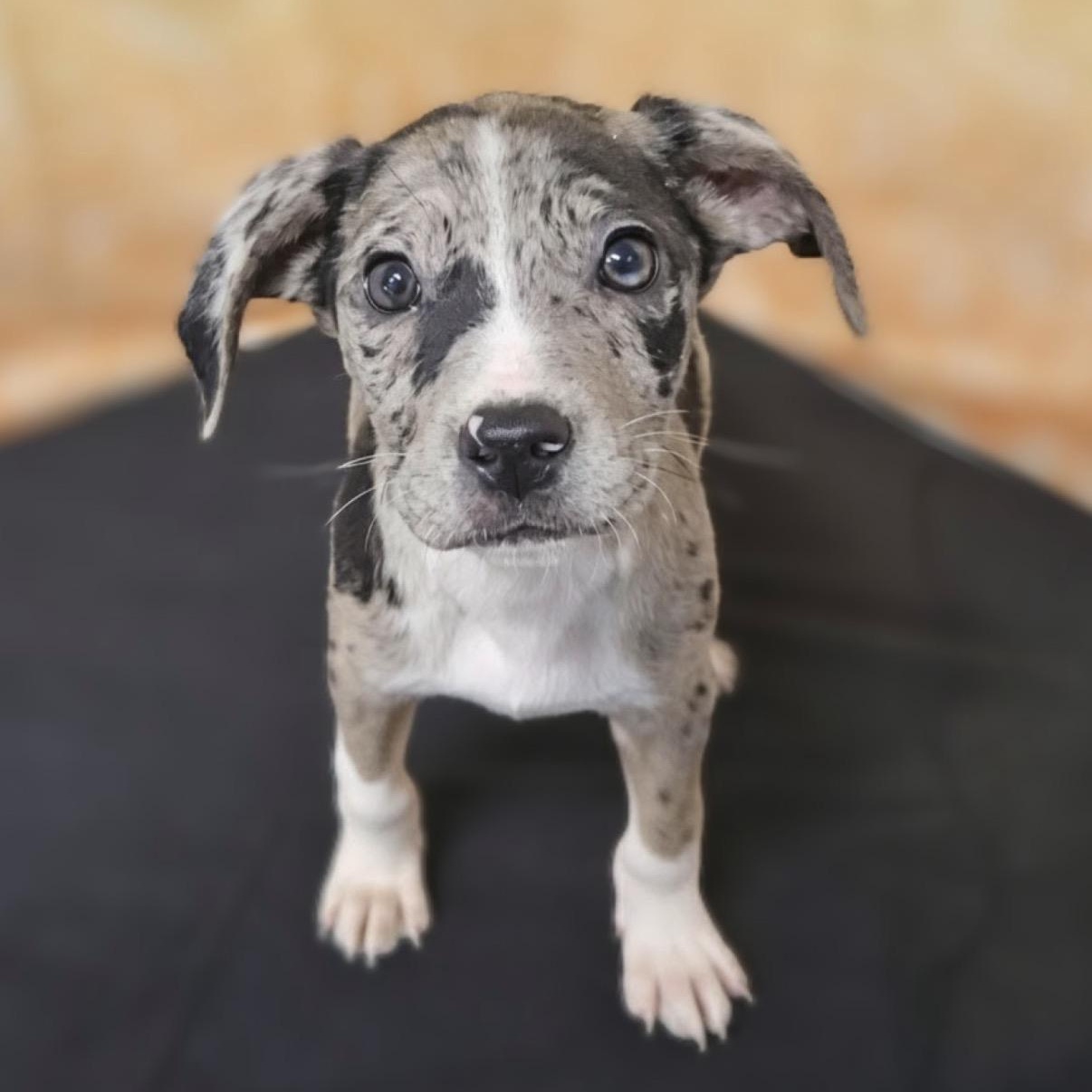 Kasey, Adoptable, Puppy Female Catahoula Leopard Dog.