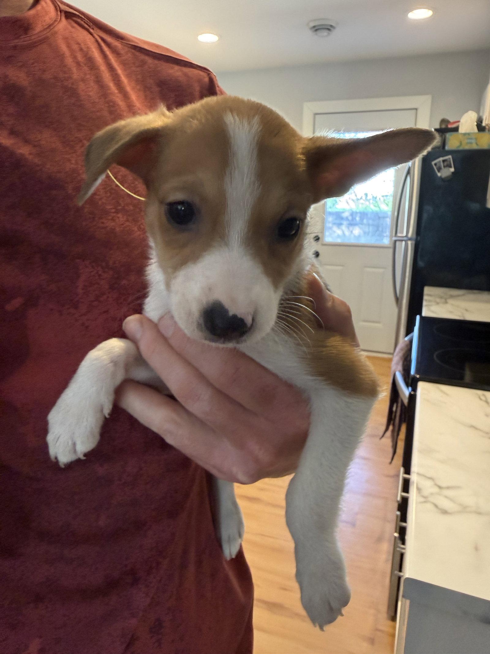Pickle, Adoptable, Puppy Female German Shepherd Dog & Australian Terrier.