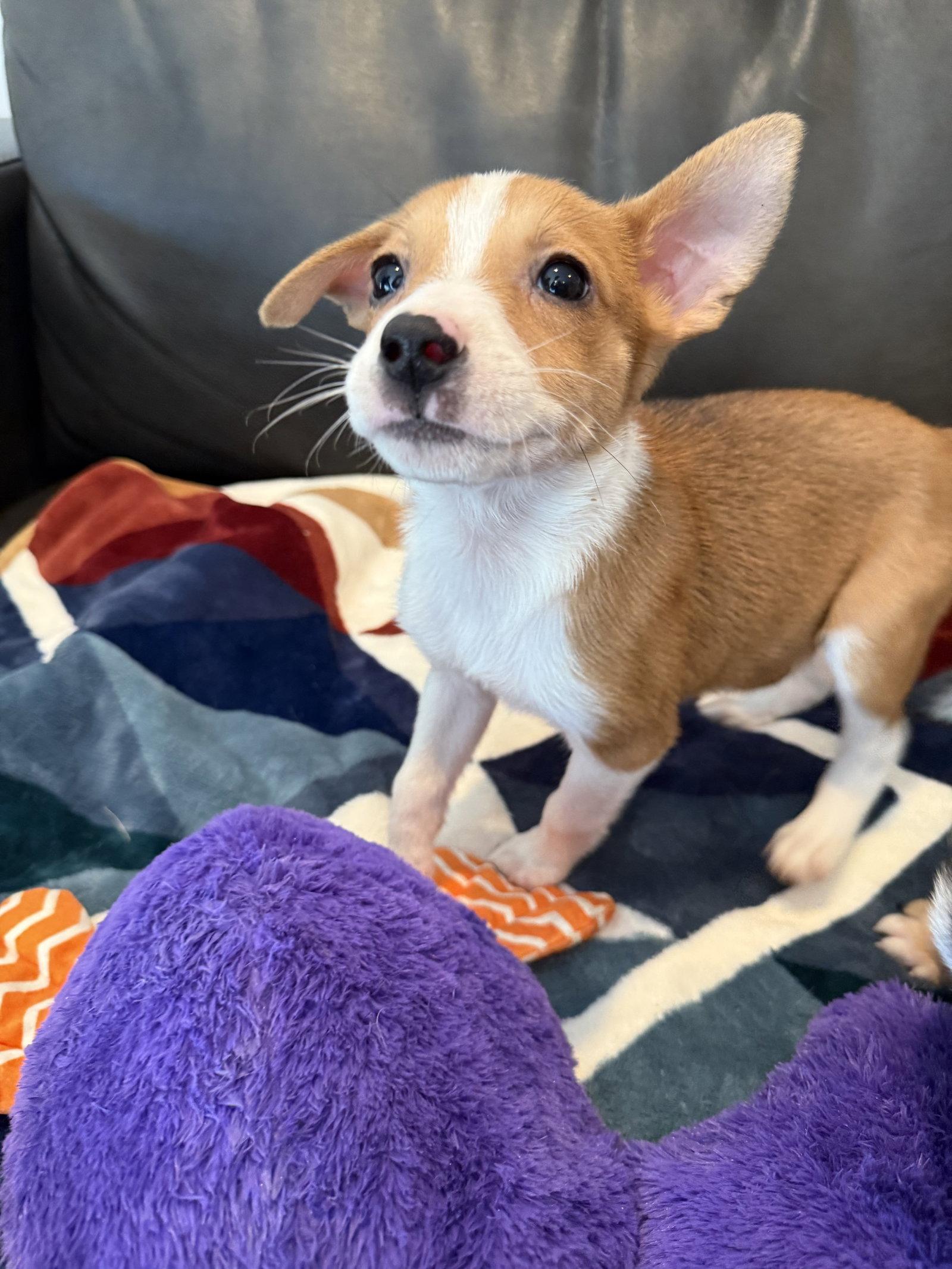Pickle, a Adoptable mixed breed in Duluth, MN image 3/3