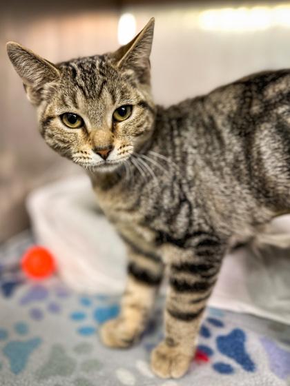 Sarai, Adoptable, Kitten Female Domestic Short Hair & Domestic Short Hair.