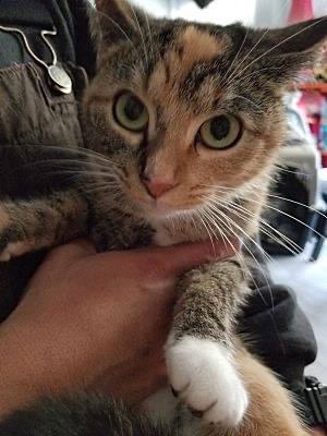 Enlarge Nya, a Adoptable Calico in Fort Wayne, IN image 1/1