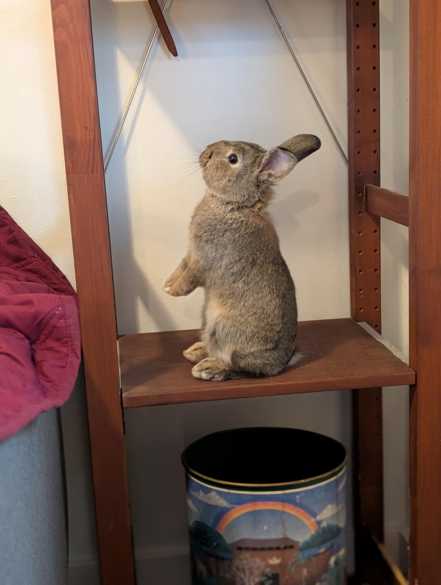 Popcorn, ADOPTABLE, Young Male American.