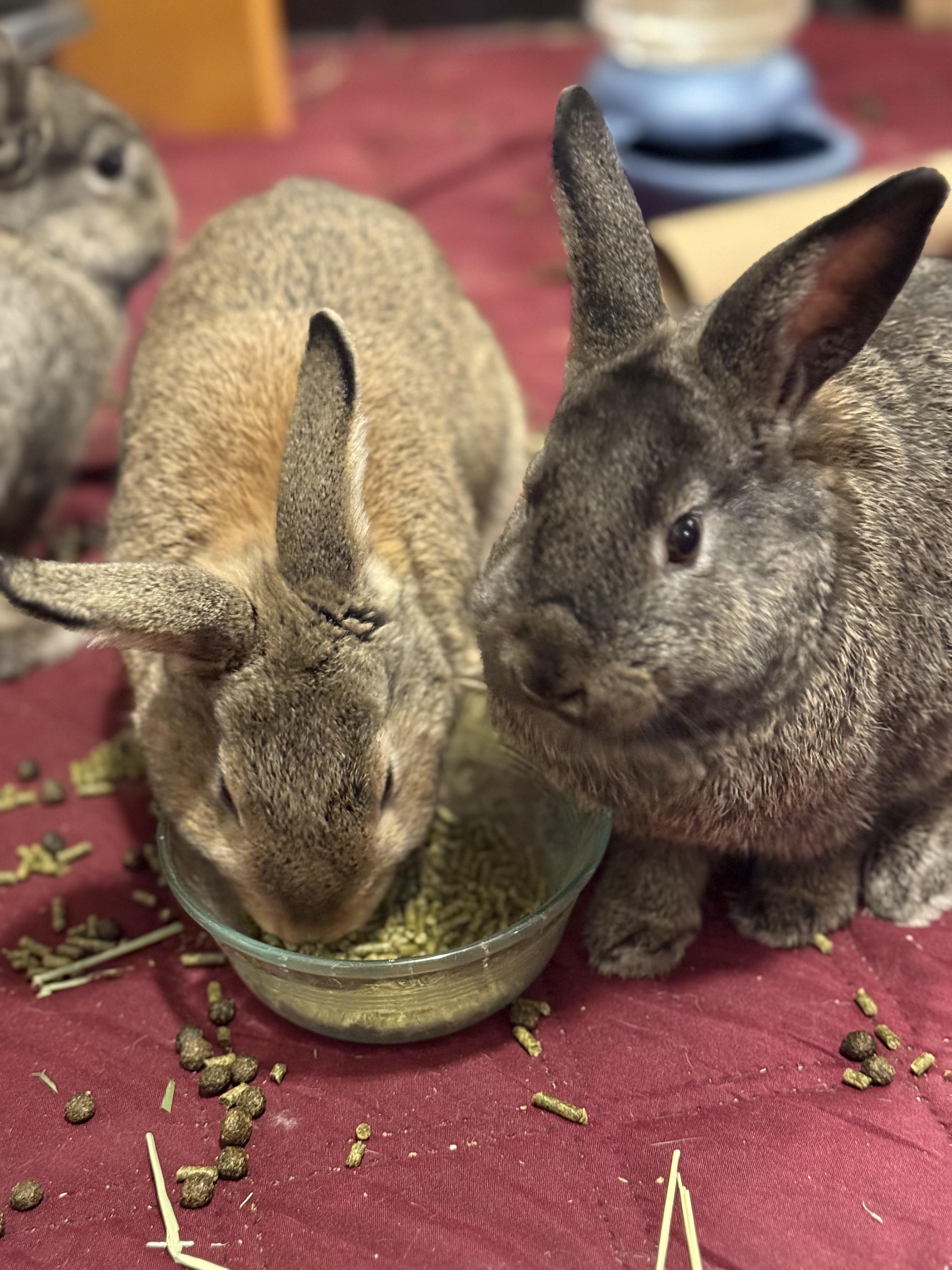 Enlarge Popcorn, a ADOPTABLE American in CARNATION, WA image 2/3