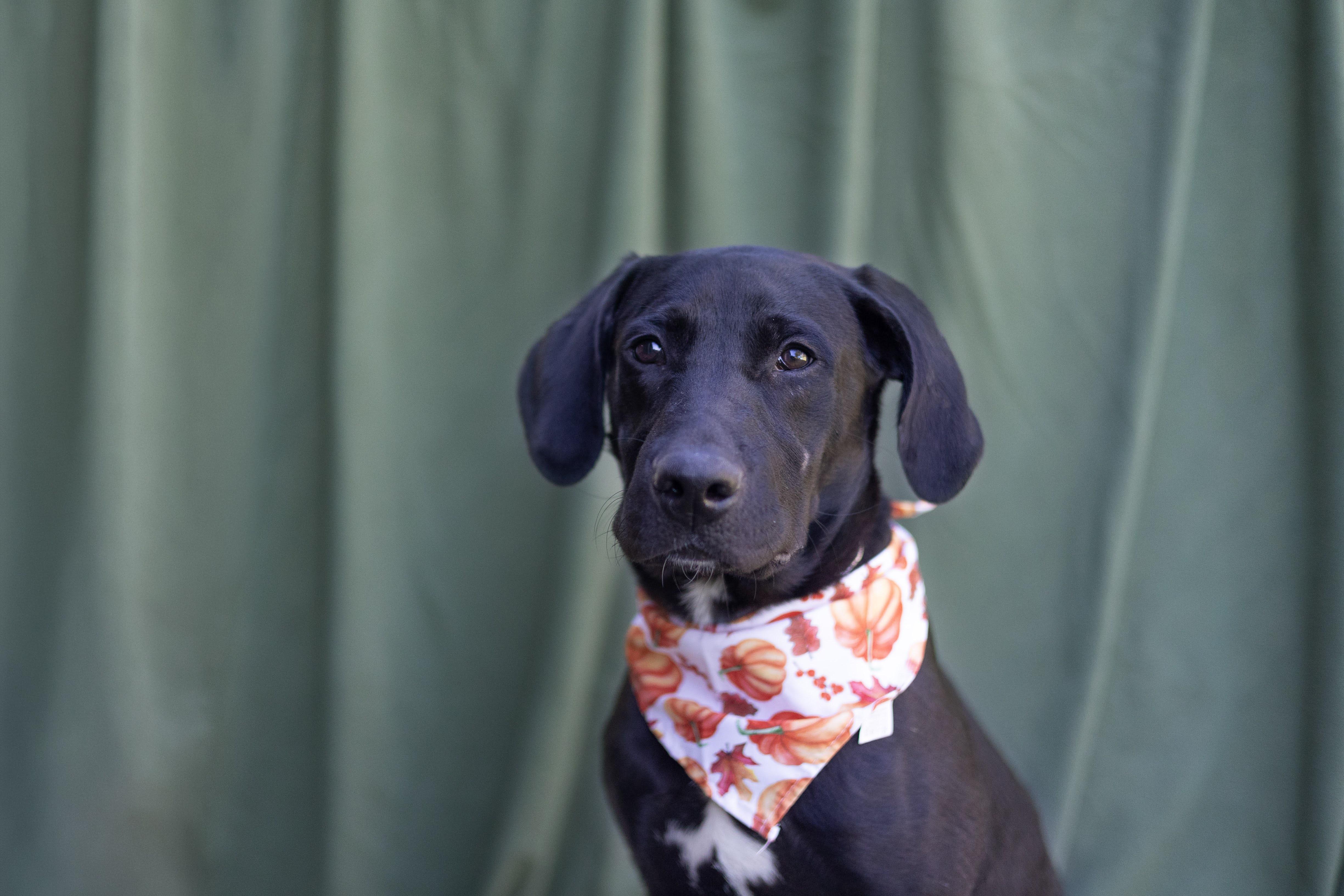 Enlarge Duke, a Adoptable mixed breed in Whitestown, IN image 1/1