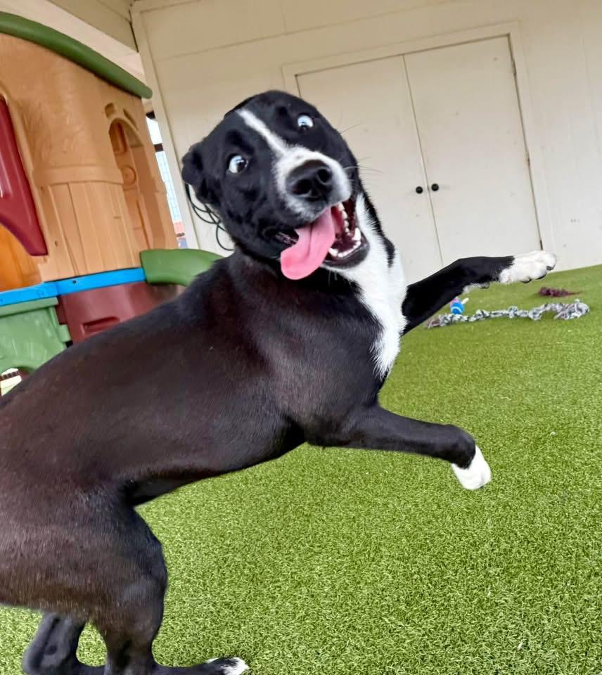 Enlarge Annalise, an adopted mixed breed in Garner, NC image 3/6