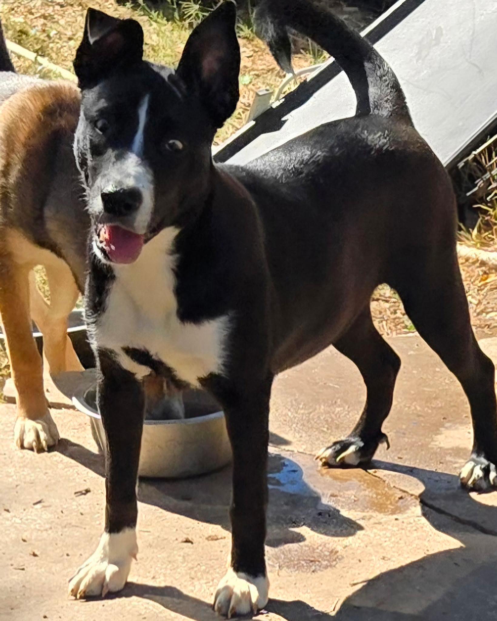 Enlarge Annalise, an adopted mixed breed in Garner, NC image 2/6