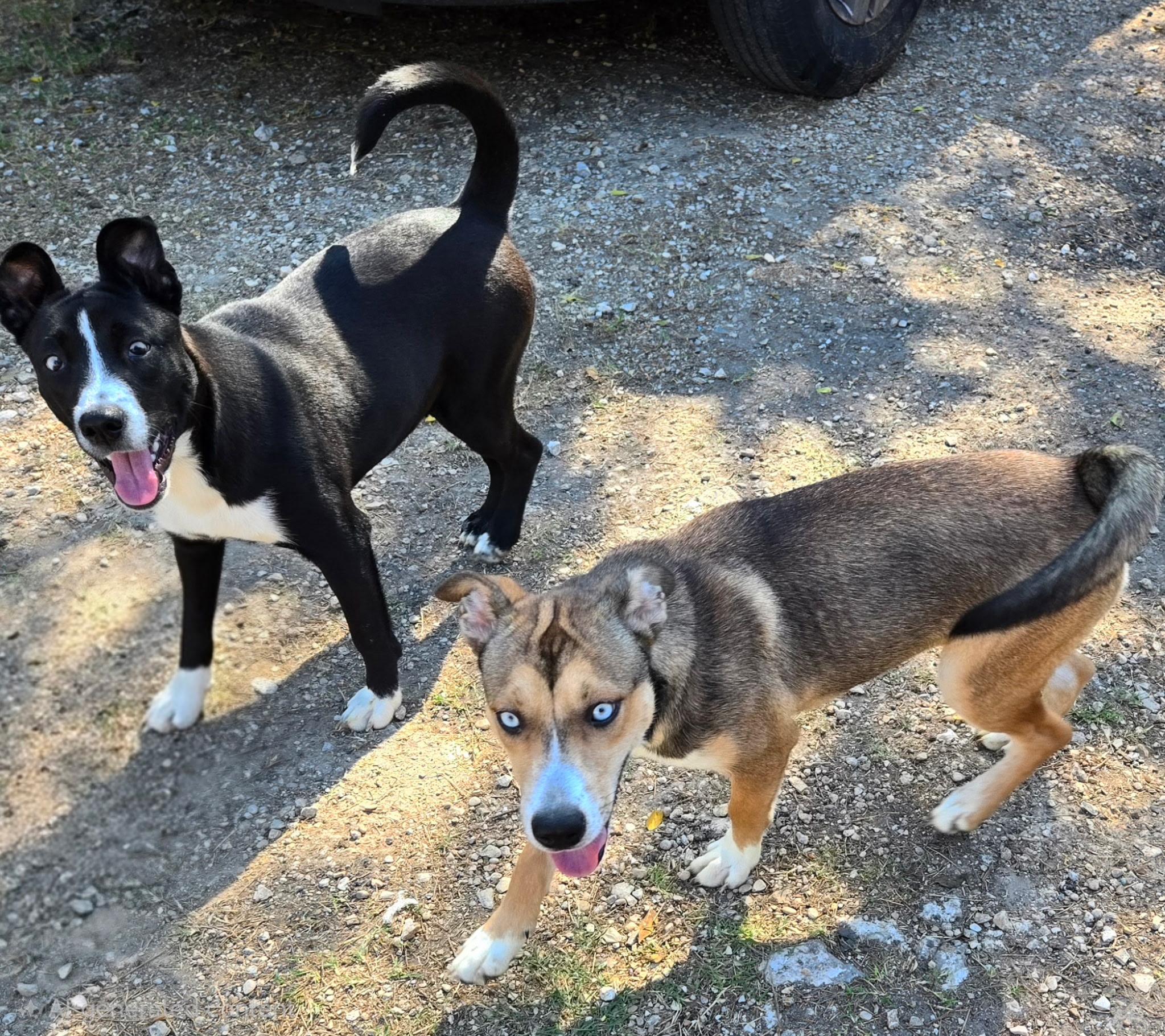 Enlarge Annalise, an adopted mixed breed in Garner, NC image 6/6