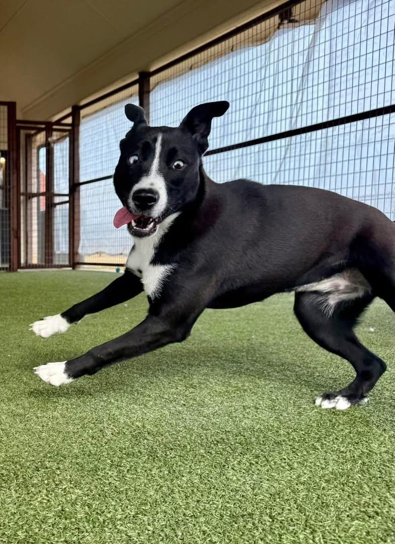 Annalise, adopted, Young Female Border Collie & Terrier.