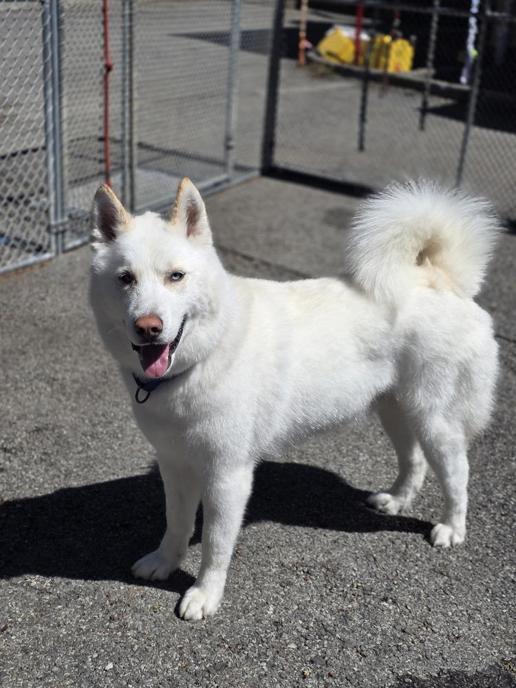 Enlarge Wilson - 25059, a Adoptable Siberian Husky in Armonk, NY image 4/6