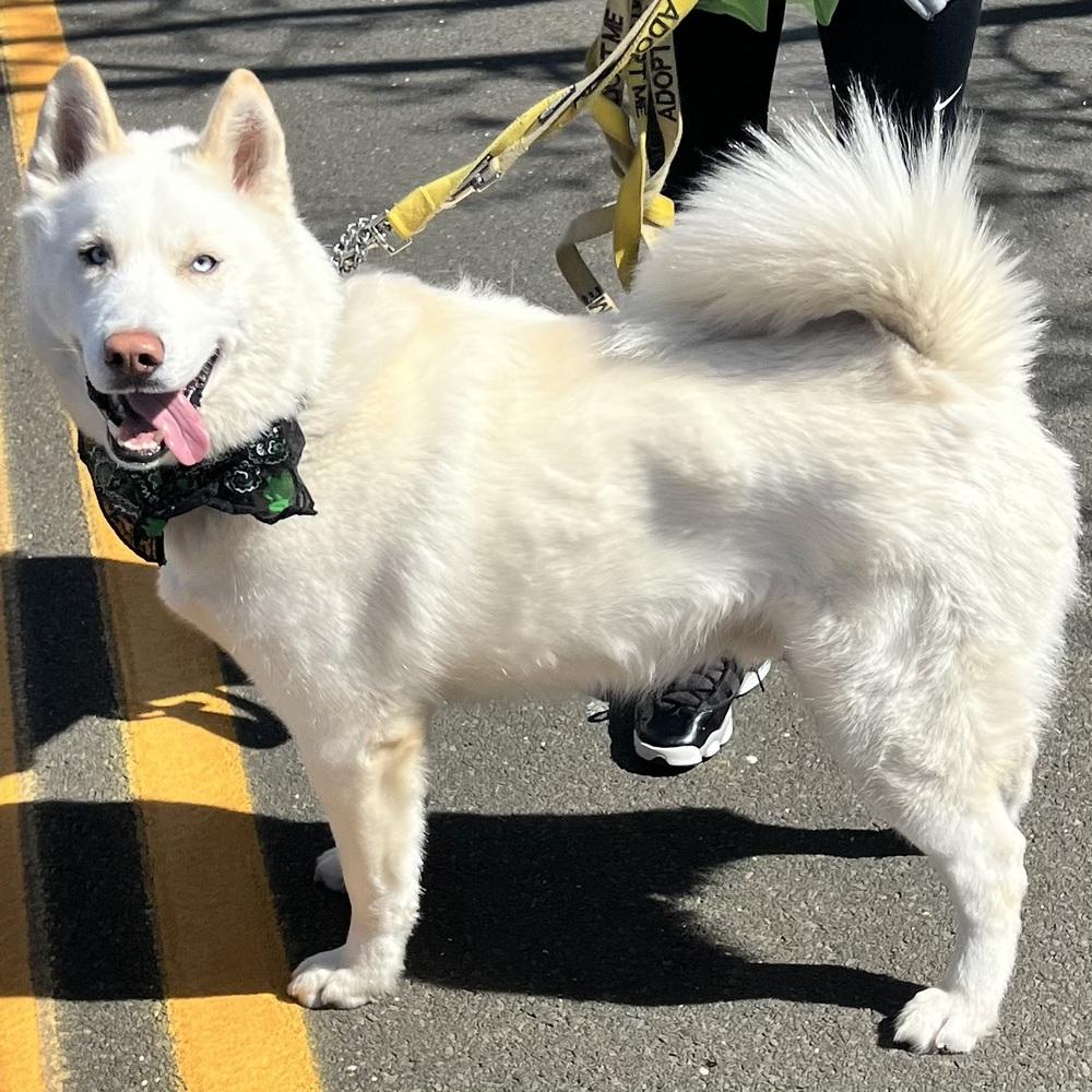 Enlarge Wilson - 25059, a Adoptable Siberian Husky in Armonk, NY image 5/6