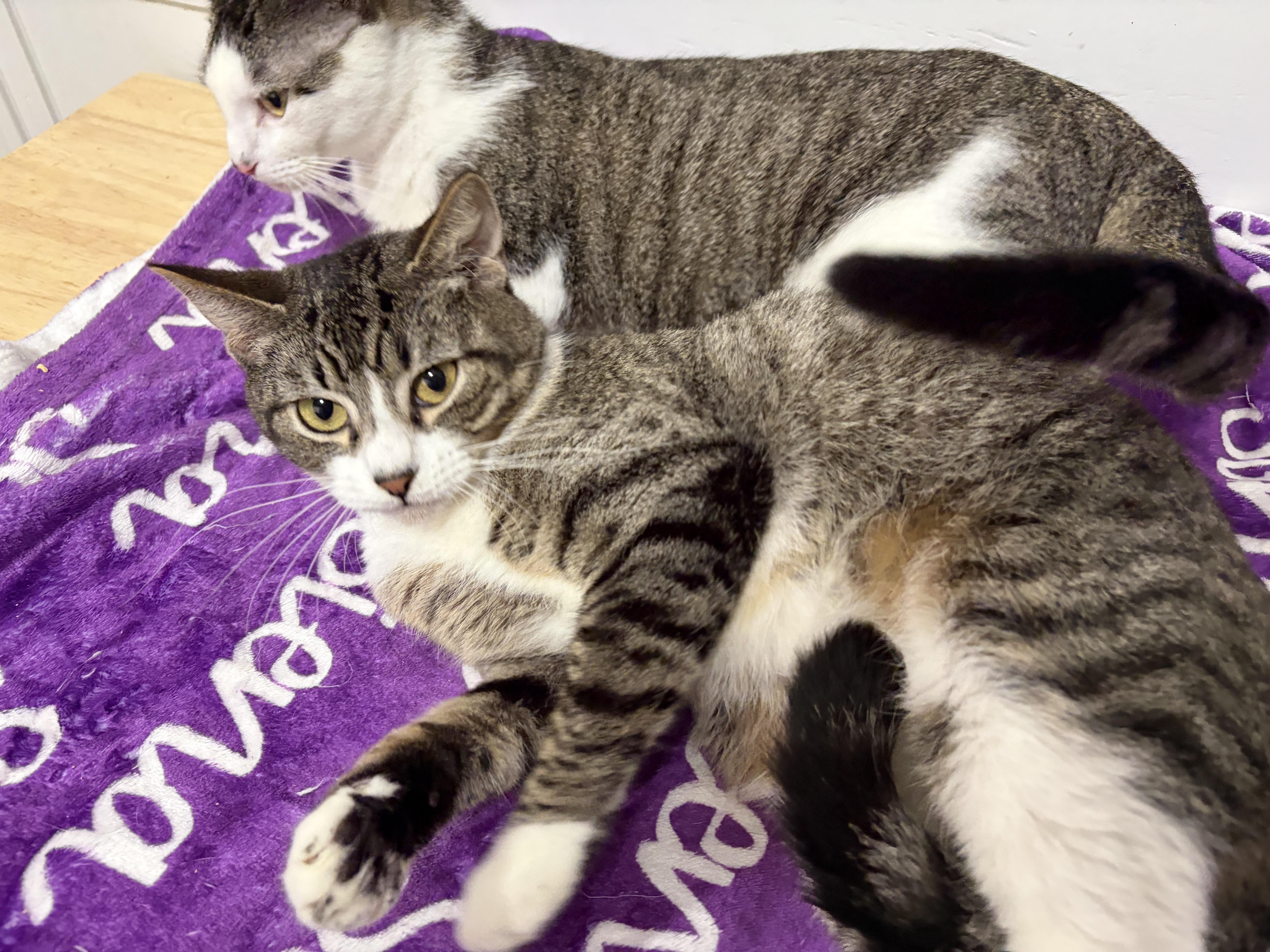 Enlarge Peachy, a Adoptable Domestic Short Hair in Rocky Hill, CT image 3/6