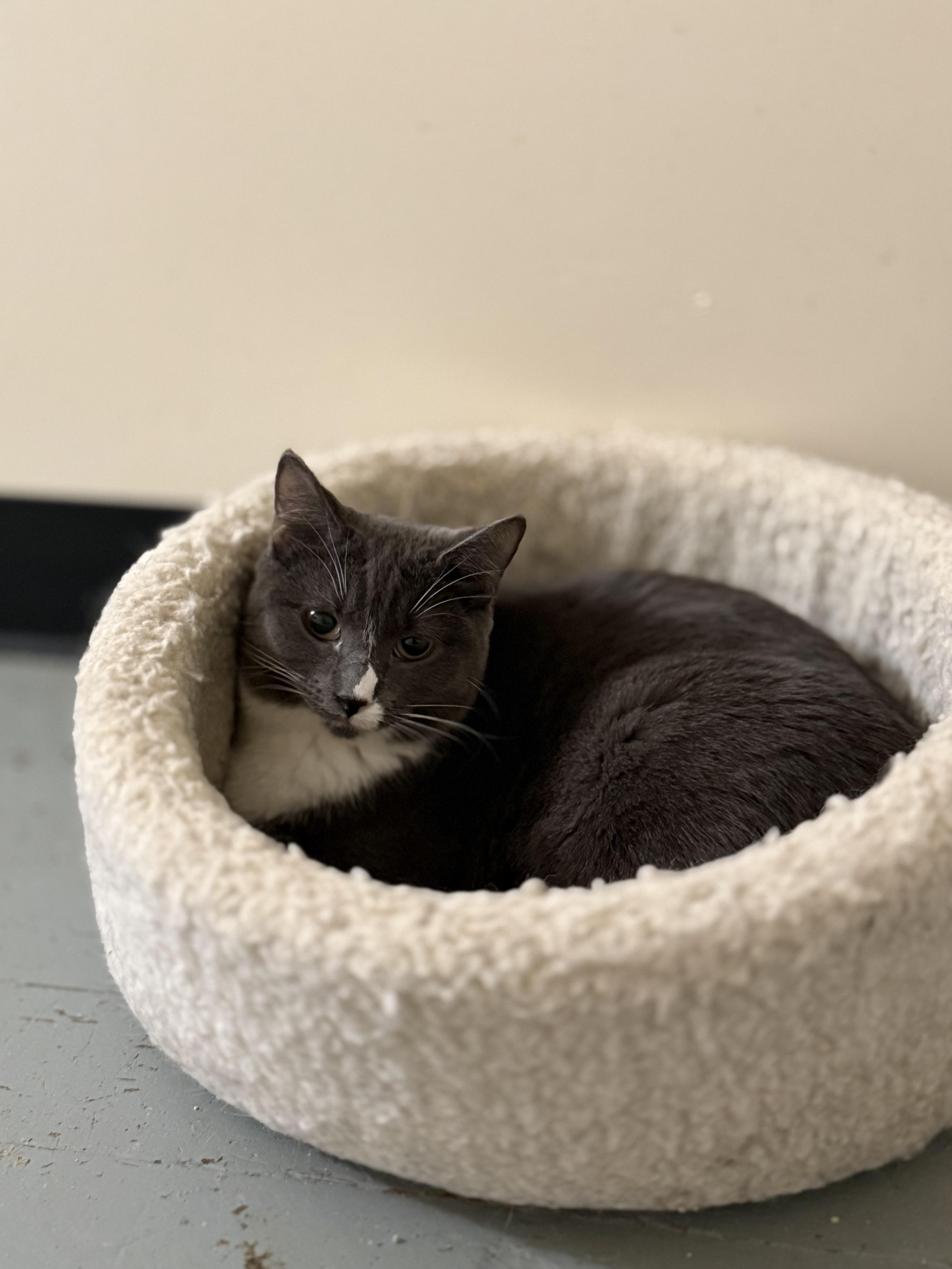 Enlarge Poppy, a Adoptable Domestic Short Hair in Crockett, CA image 1/1