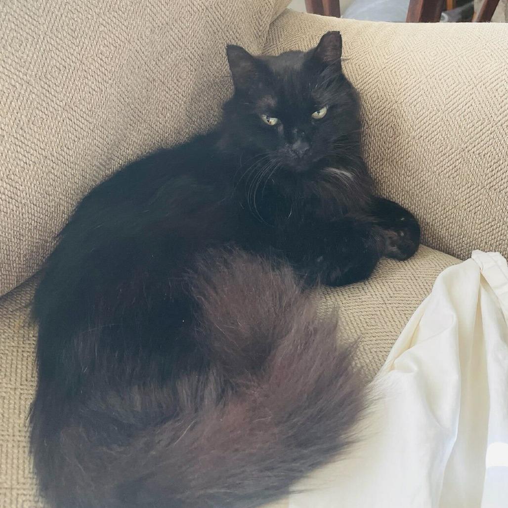 BC, Adoptable, Senior Female Domestic Long Hair.