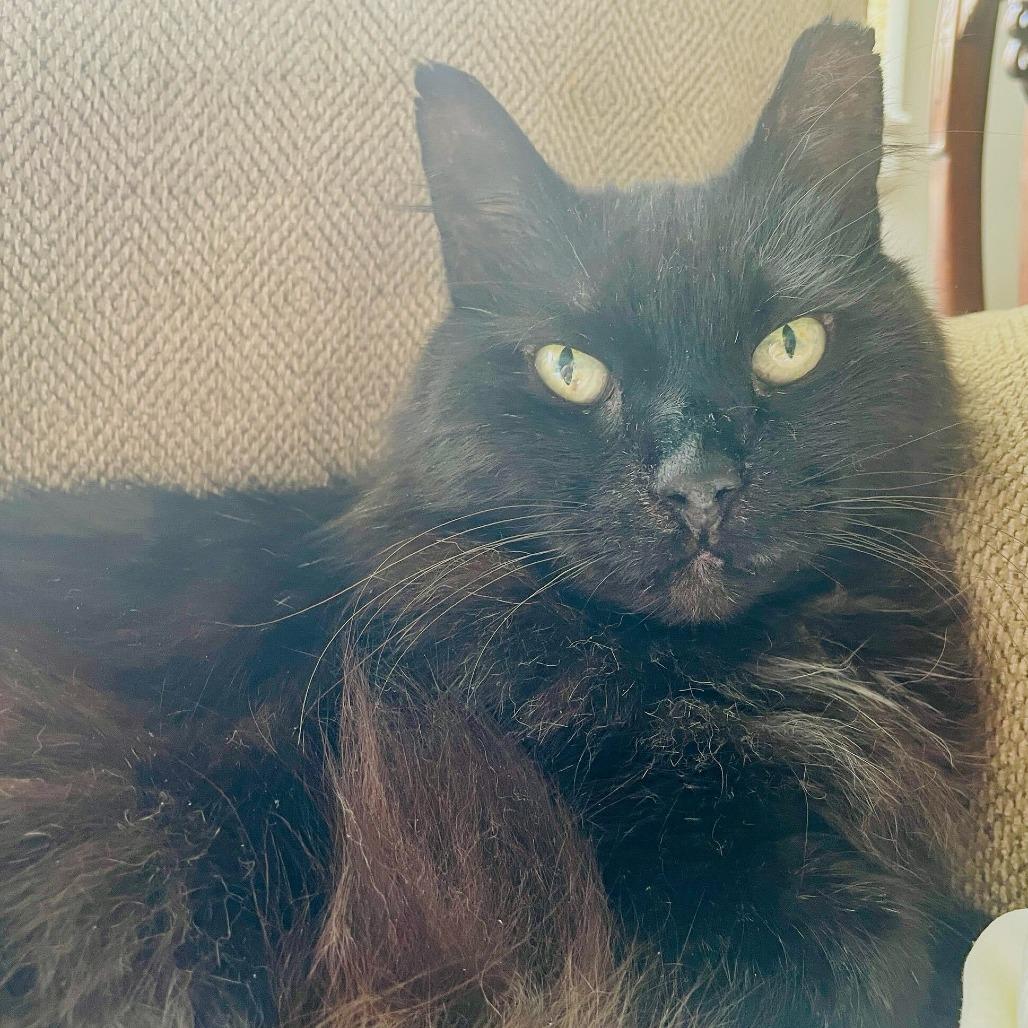 Enlarge BC, a Adoptable Domestic Long Hair in New York, NY image 2/3