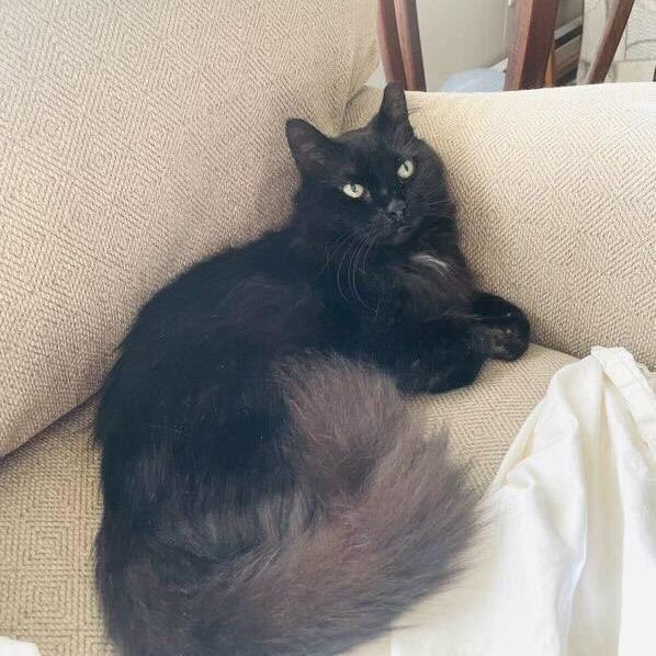 Enlarge BC, a Adoptable Domestic Long Hair in New York, NY image 3/3