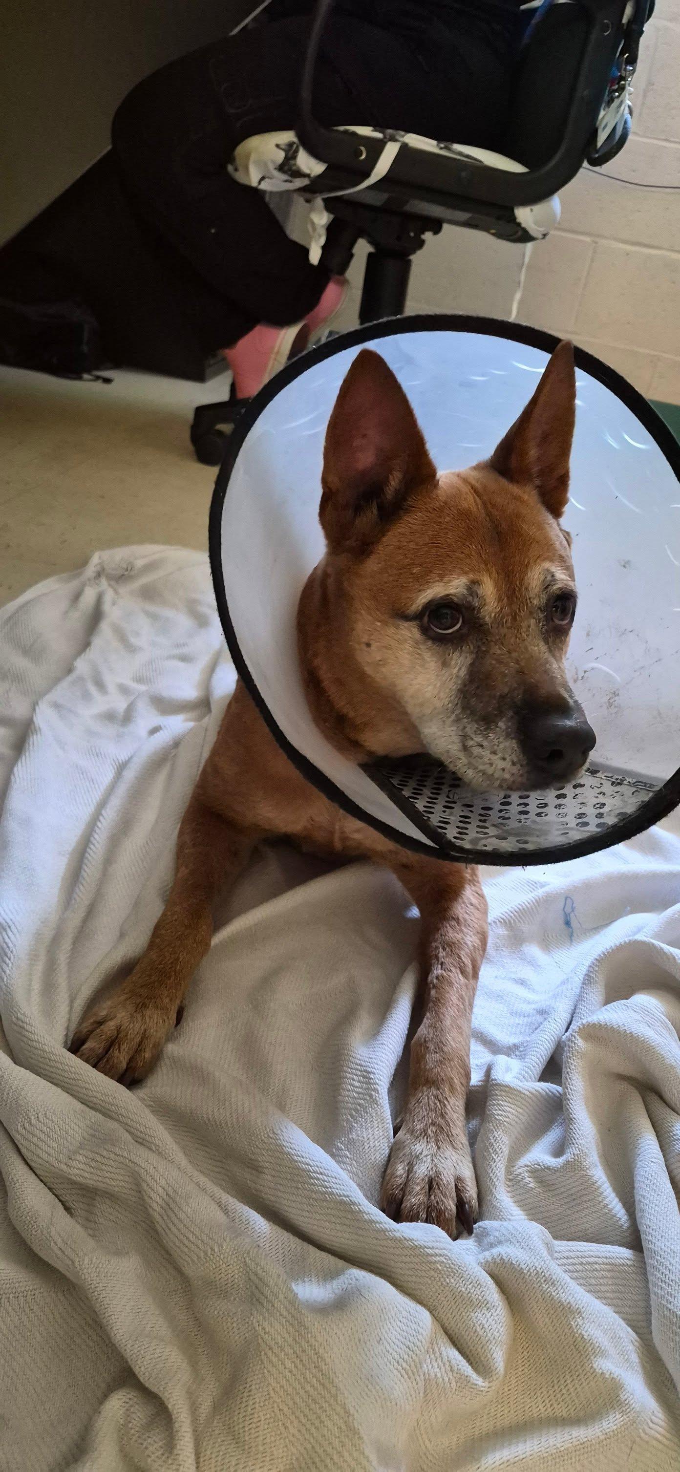 Puppy, ADOPTABLE, Senior Female Australian Cattle Dog / Blue Heeler & Mixed Breed.