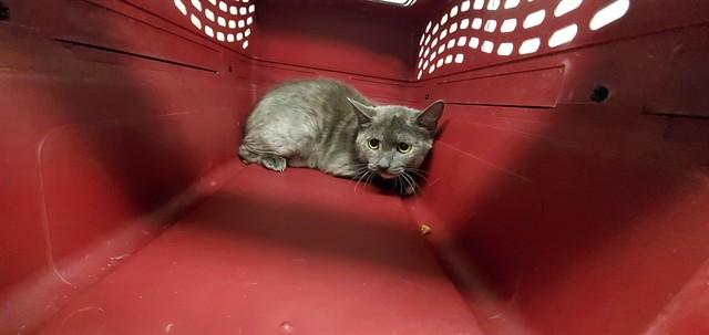 BRITEMAC, Adoptable, Young Female Domestic Short Hair.