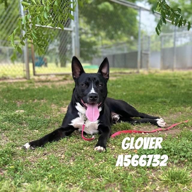GLOVER, Adoptable, Young Male Pit Bull Terrier.