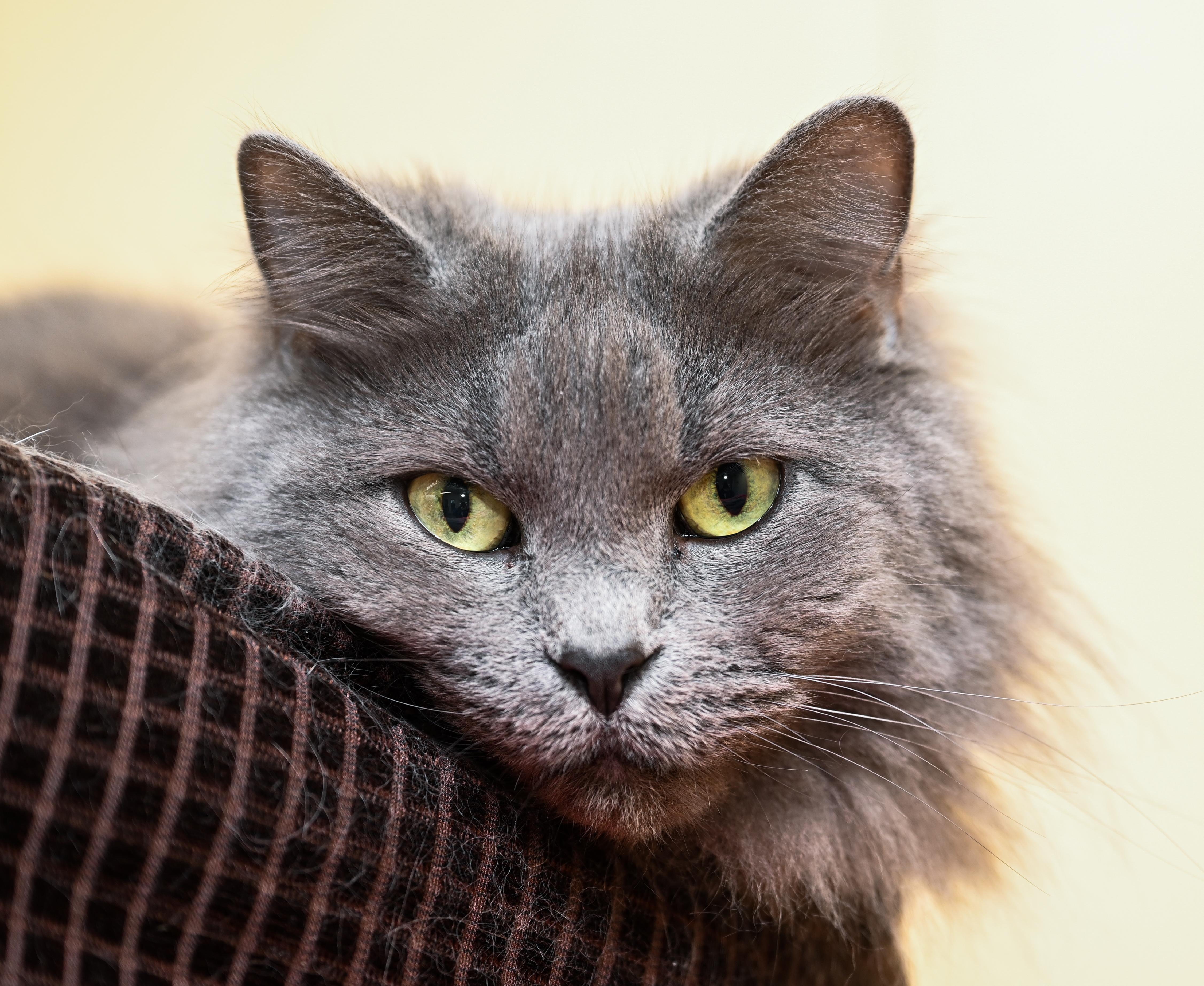 Blue, adopted, Adult Female Domestic Long Hair.