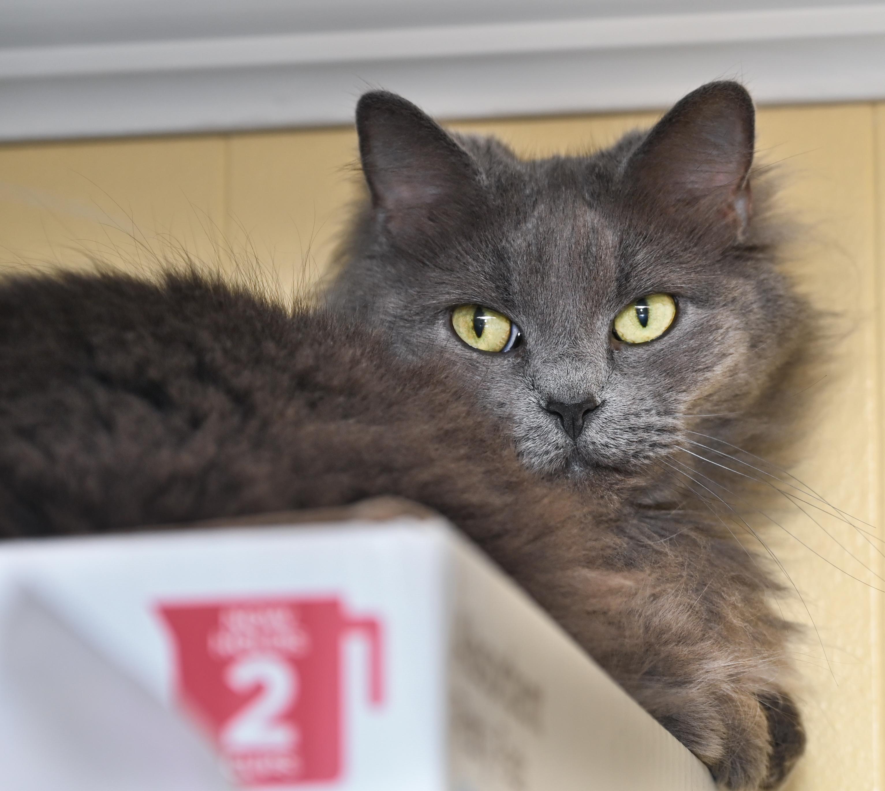 Enlarge Blue, an adopted mixed breed in Chattanooga, TN image 2/3