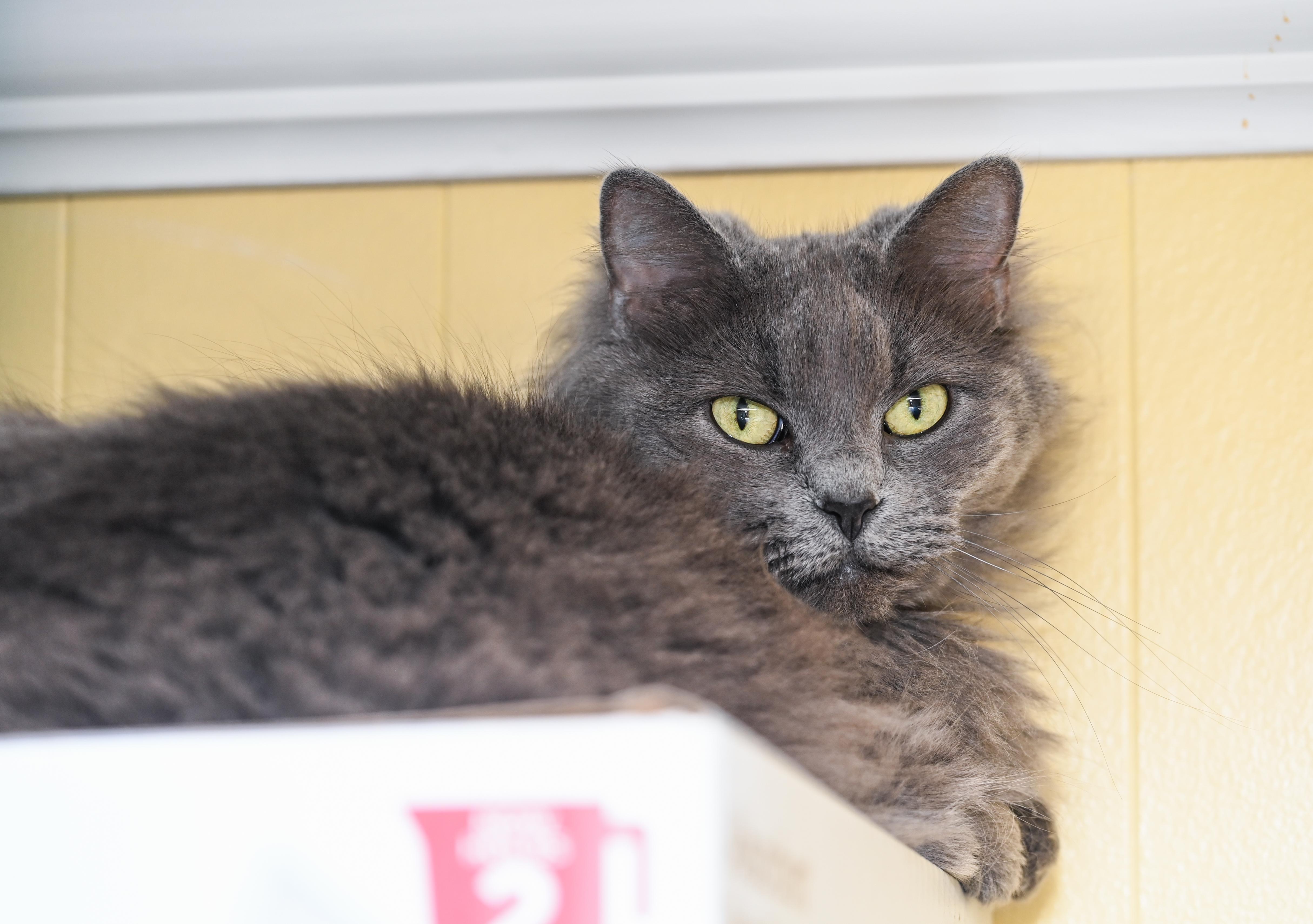 Enlarge Blue, an adopted mixed breed in Chattanooga, TN image 3/3