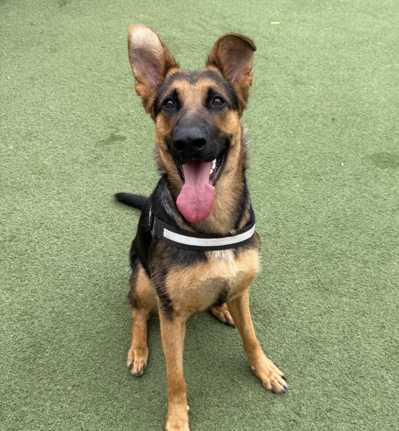 Star, a ADOPTABLE German Shepherd Dog in Plainfield, IL image 2/6