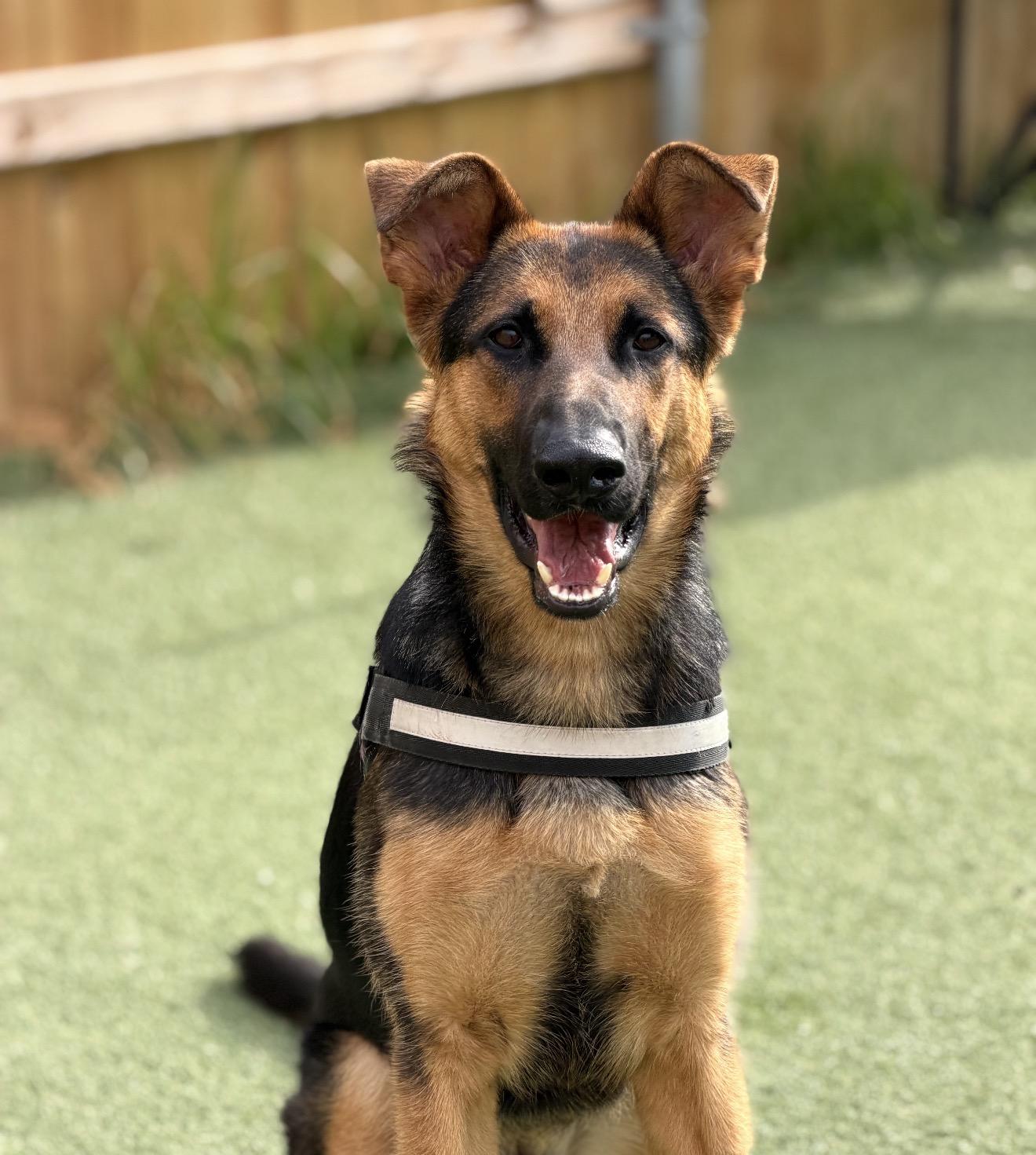 Star, a ADOPTABLE German Shepherd Dog in Plainfield, IL image 5/6