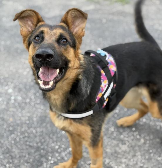 Star, a ADOPTABLE German Shepherd Dog in Plainfield, IL image 4/6