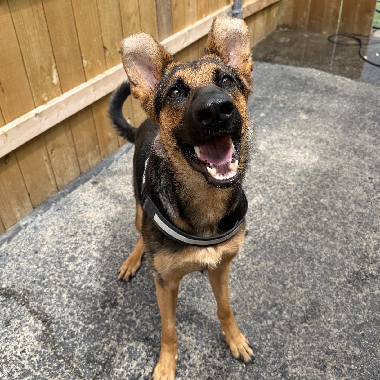 Star, a ADOPTABLE German Shepherd Dog in Plainfield, IL image 6/6