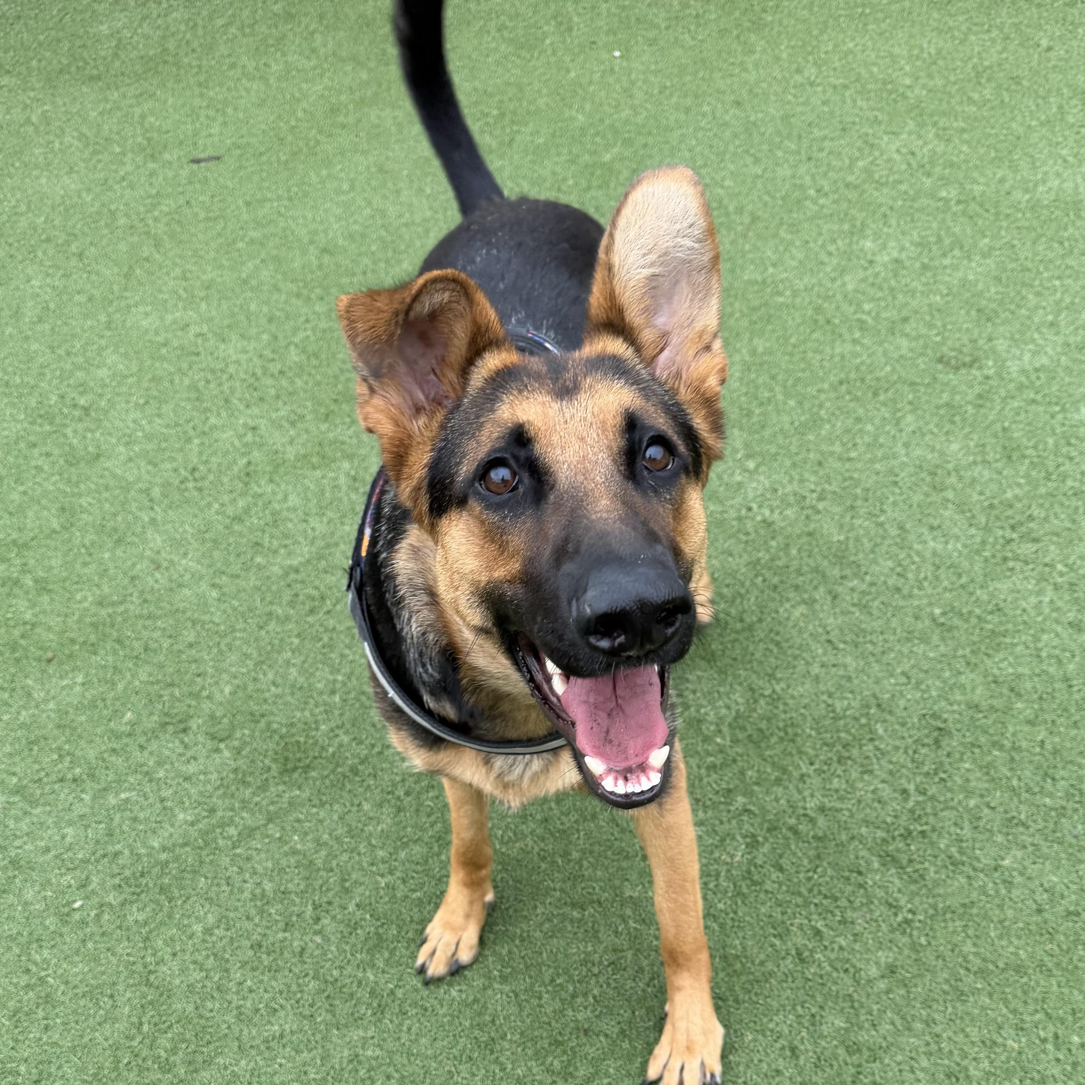 Star, ADOPTABLE, Young Female German Shepherd Dog.