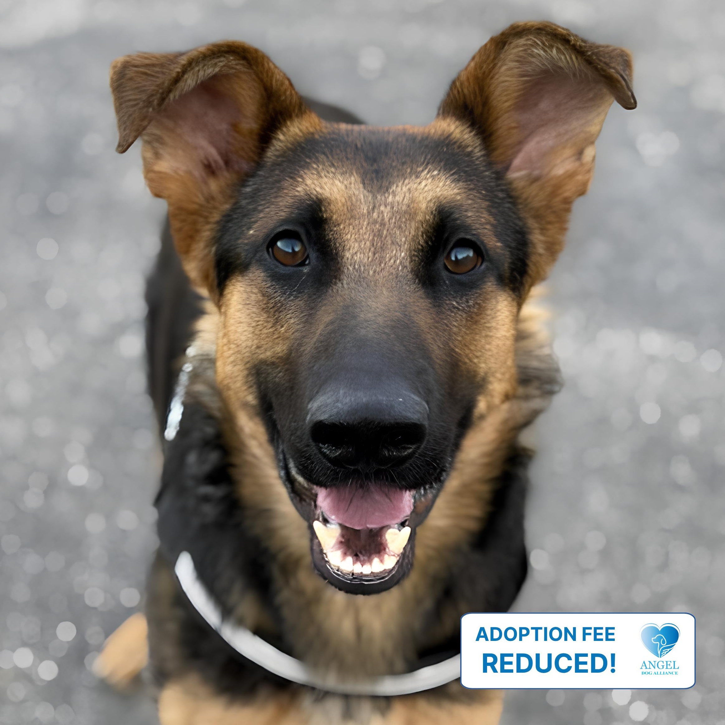 Star, a ADOPTABLE German Shepherd Dog in Plainfield, IL image 3/6