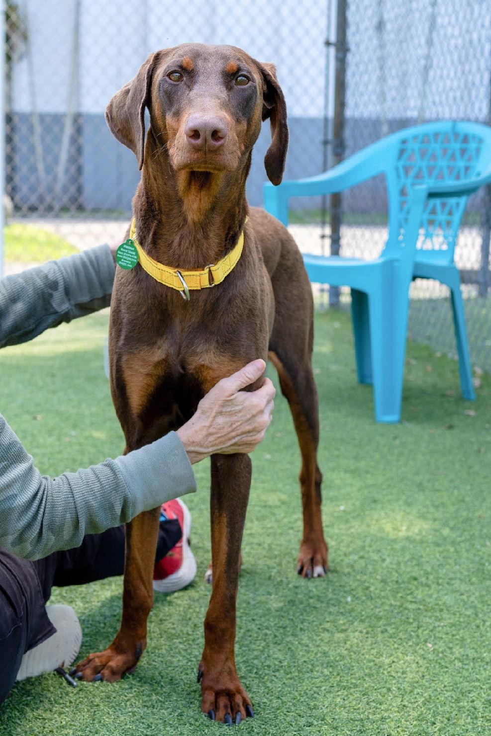 Enlarge Athena 3548, a Adoptable Doberman Pinscher in Oakland Park, FL image 1/3