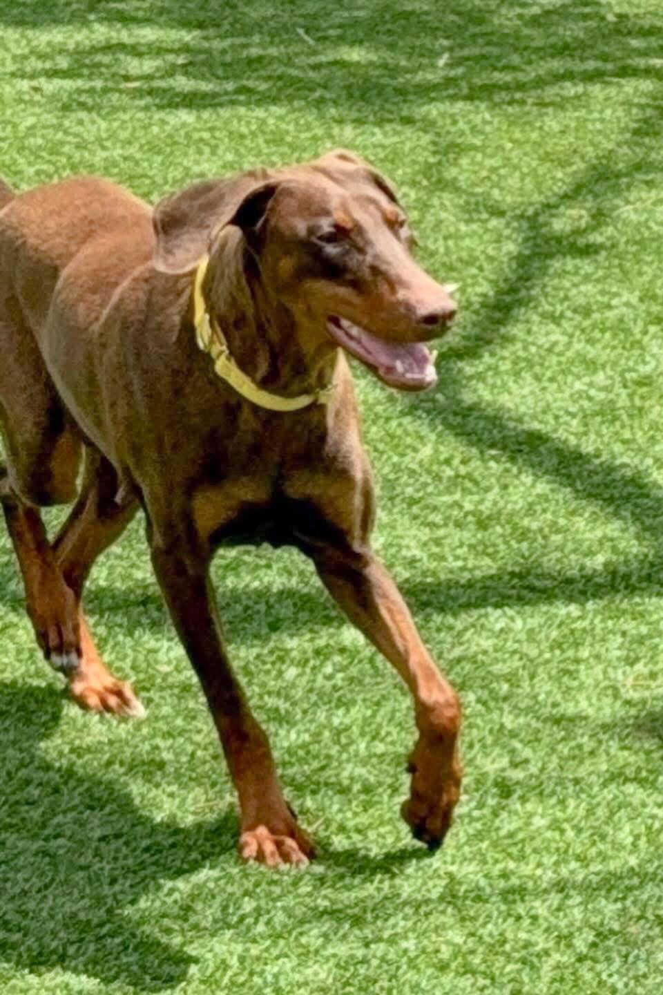 Enlarge Athena 3548, a Adoptable Doberman Pinscher in Oakland Park, FL image 2/3