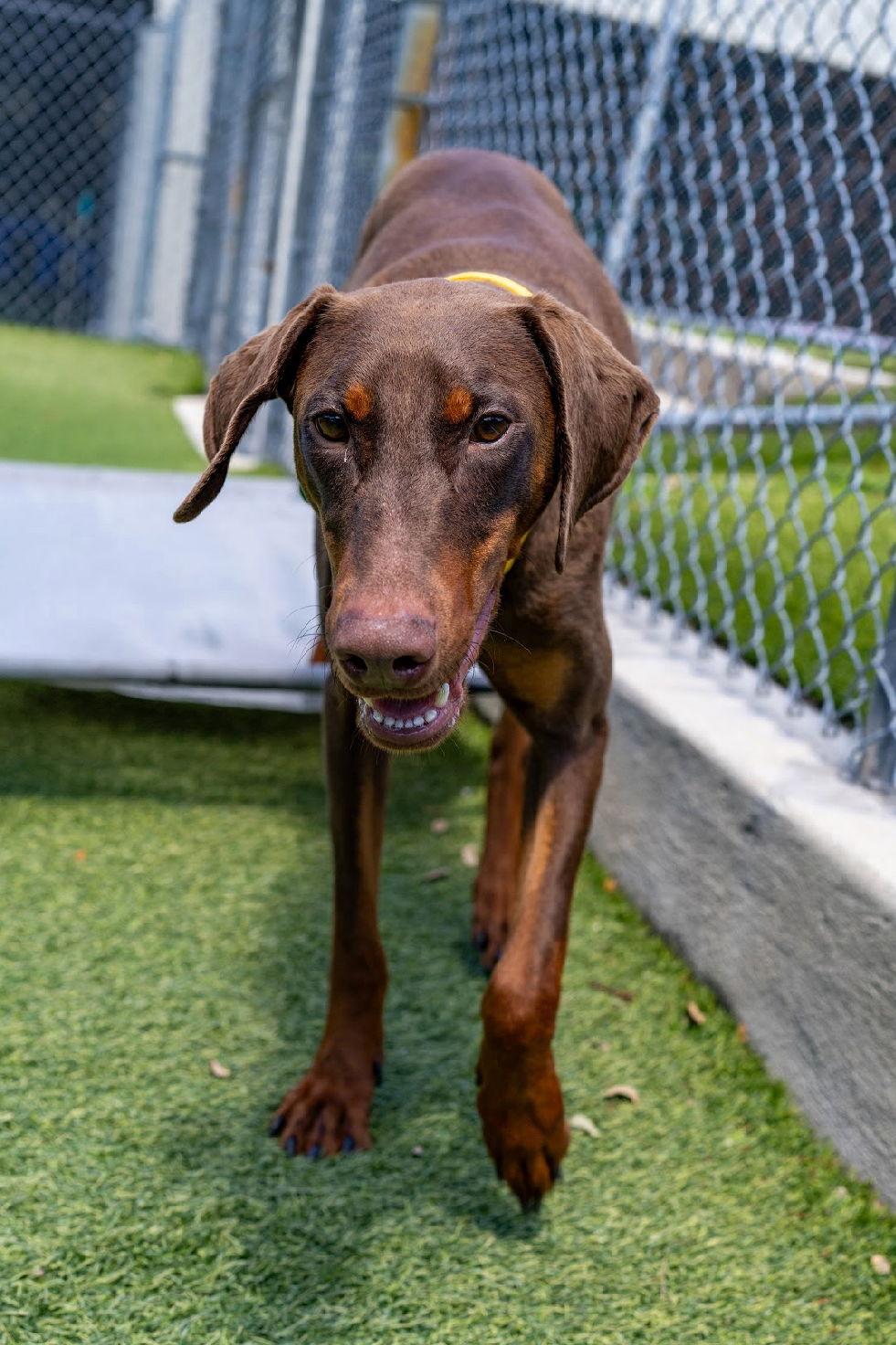 Enlarge Athena 3548, a Adoptable Doberman Pinscher in Oakland Park, FL image 3/3