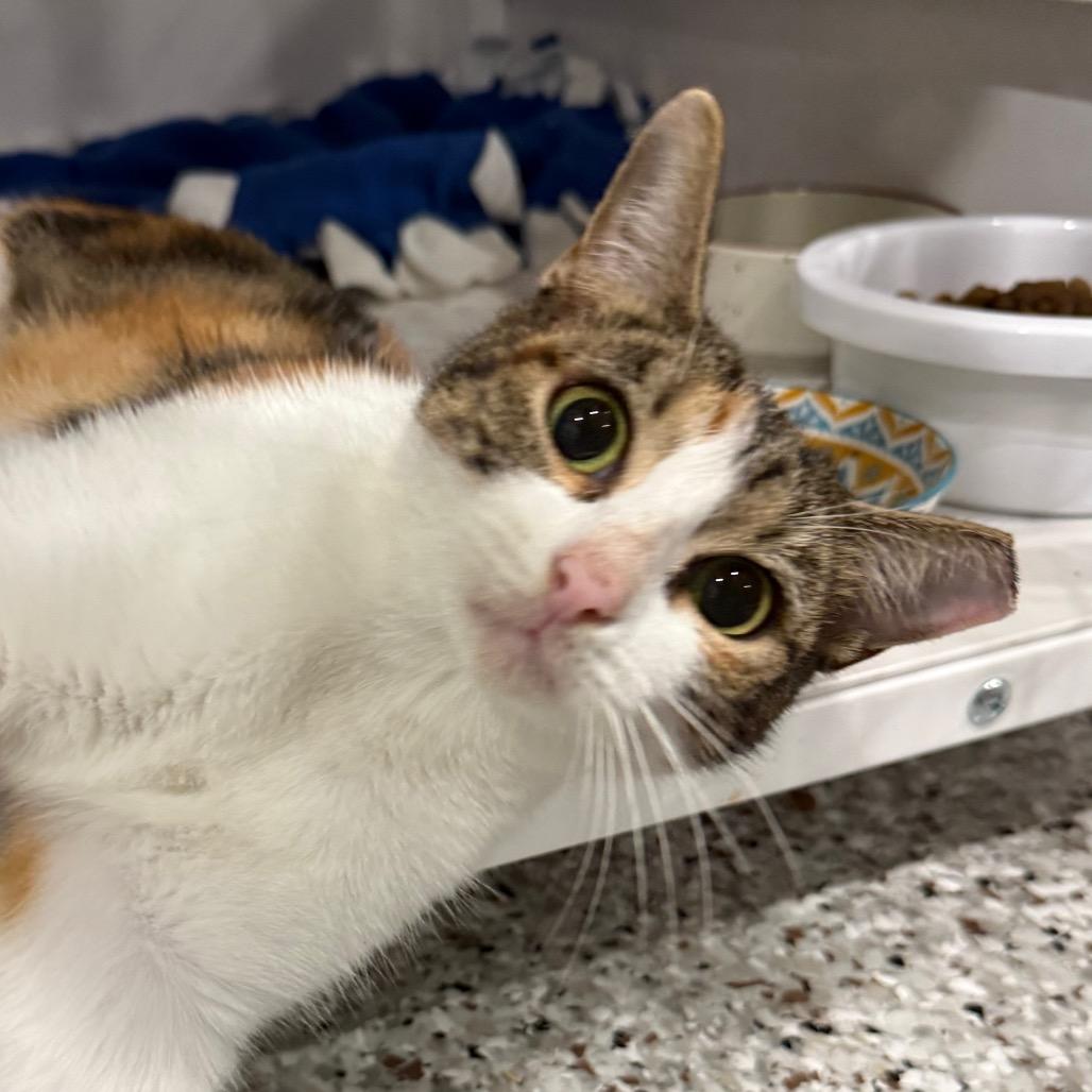 Junebug, Adoptable, Young Female Domestic Short Hair.