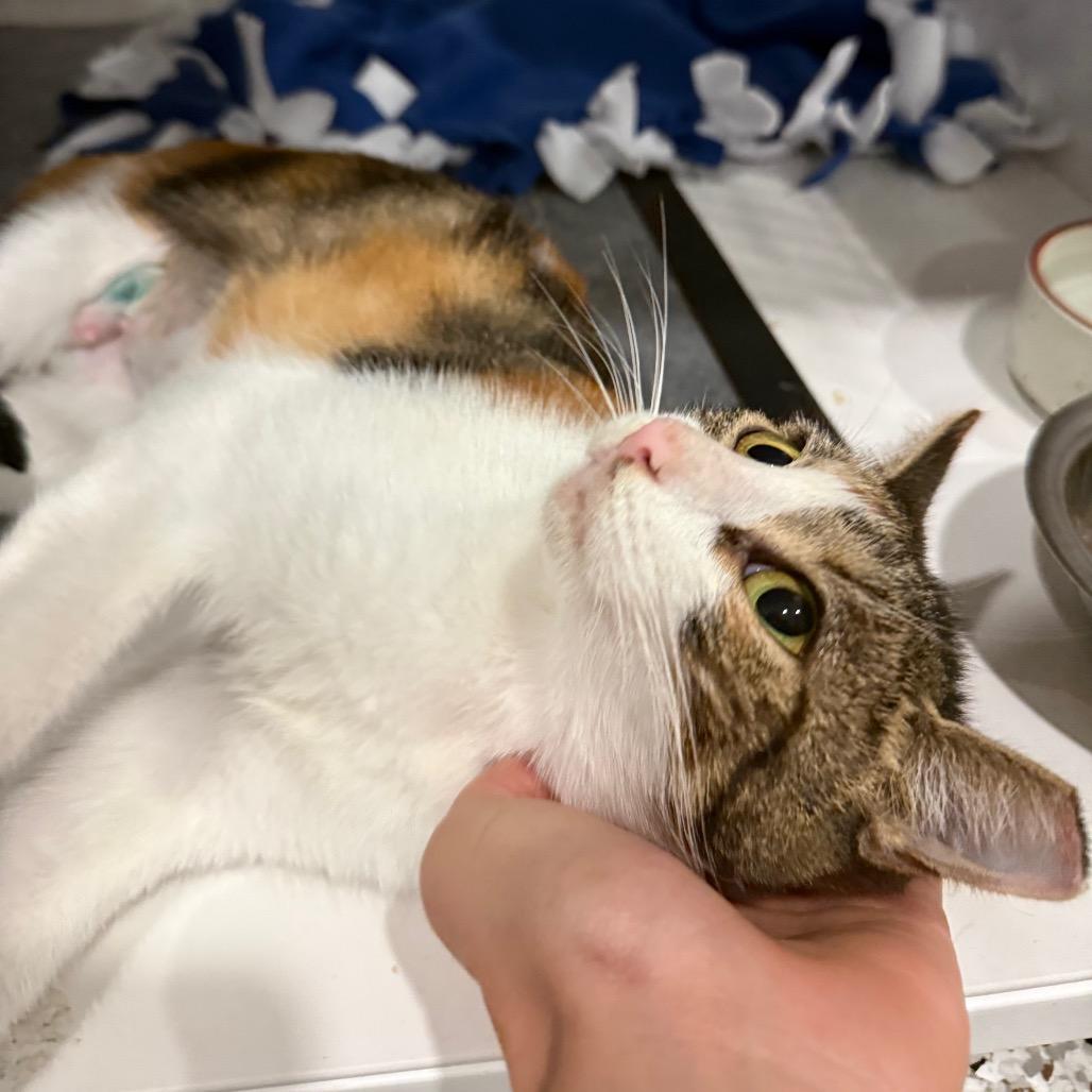 Enlarge Junebug, a Adoptable Domestic Short Hair in Miami, FL image 2/4