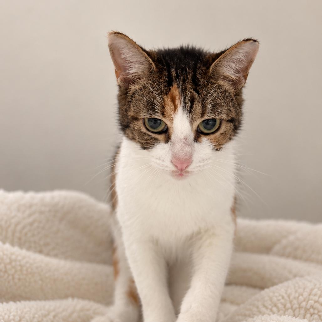 Enlarge Junebug, a Adoptable Domestic Short Hair in Miami, FL image 4/4