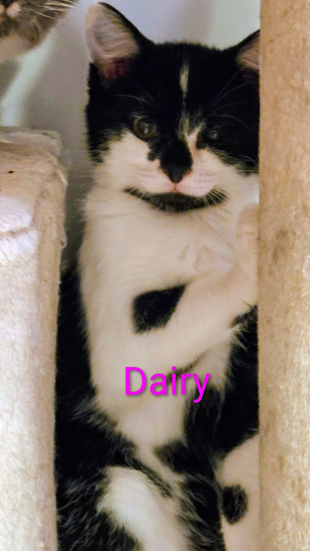 Dairy Kitten, Adoptable, Kitten Female Domestic Short Hair.