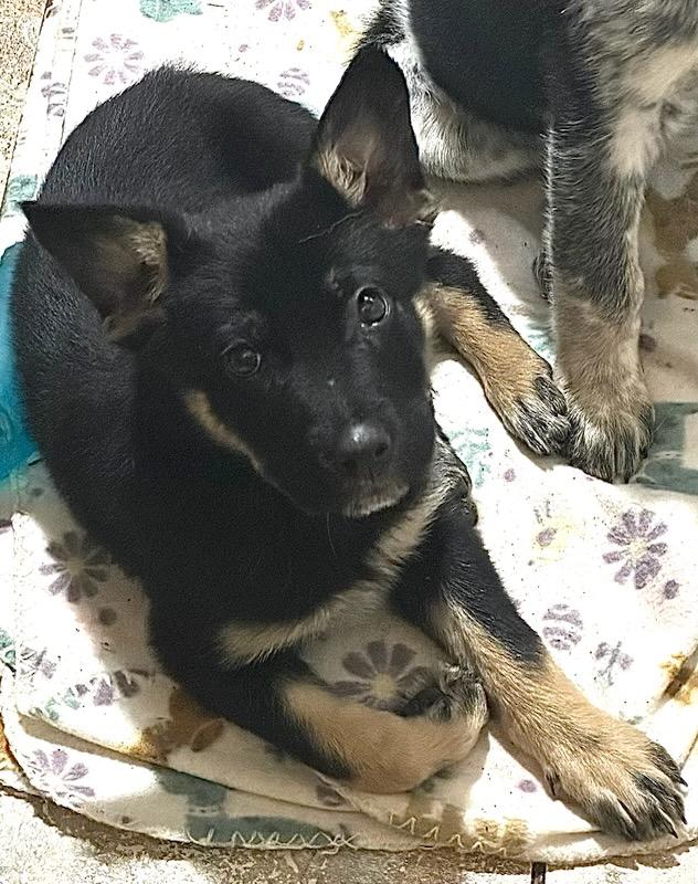 Roscoe, a ADOPTABLE mixed breed in Polson, MT image 1/3