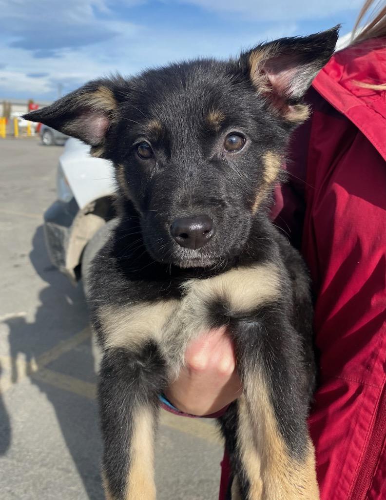 Roscoe, a ADOPTABLE mixed breed in Polson, MT image 2/3