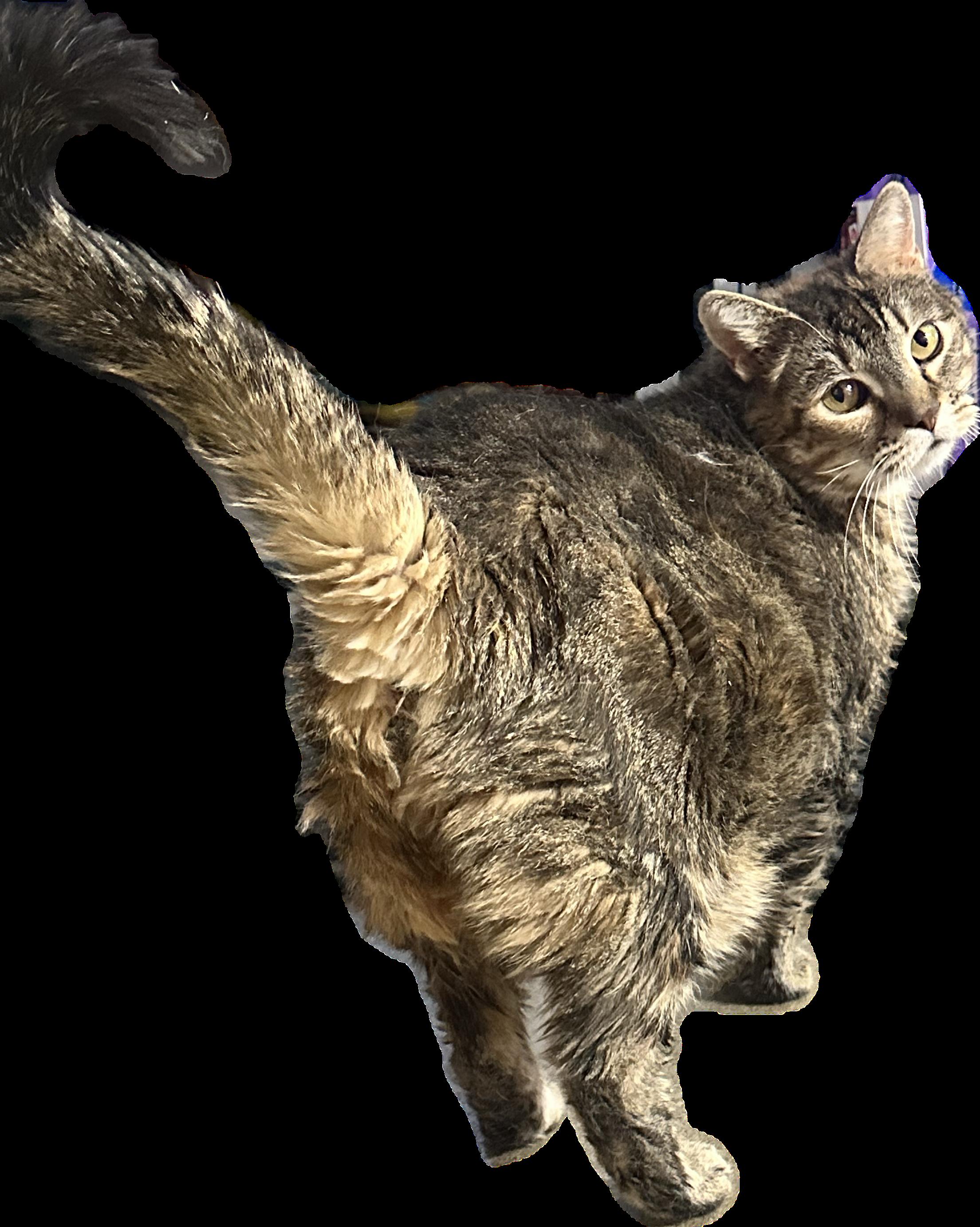 Enlarge Missy, a ADOPTABLE Domestic Medium Hair in North Platte, NE image 2/2