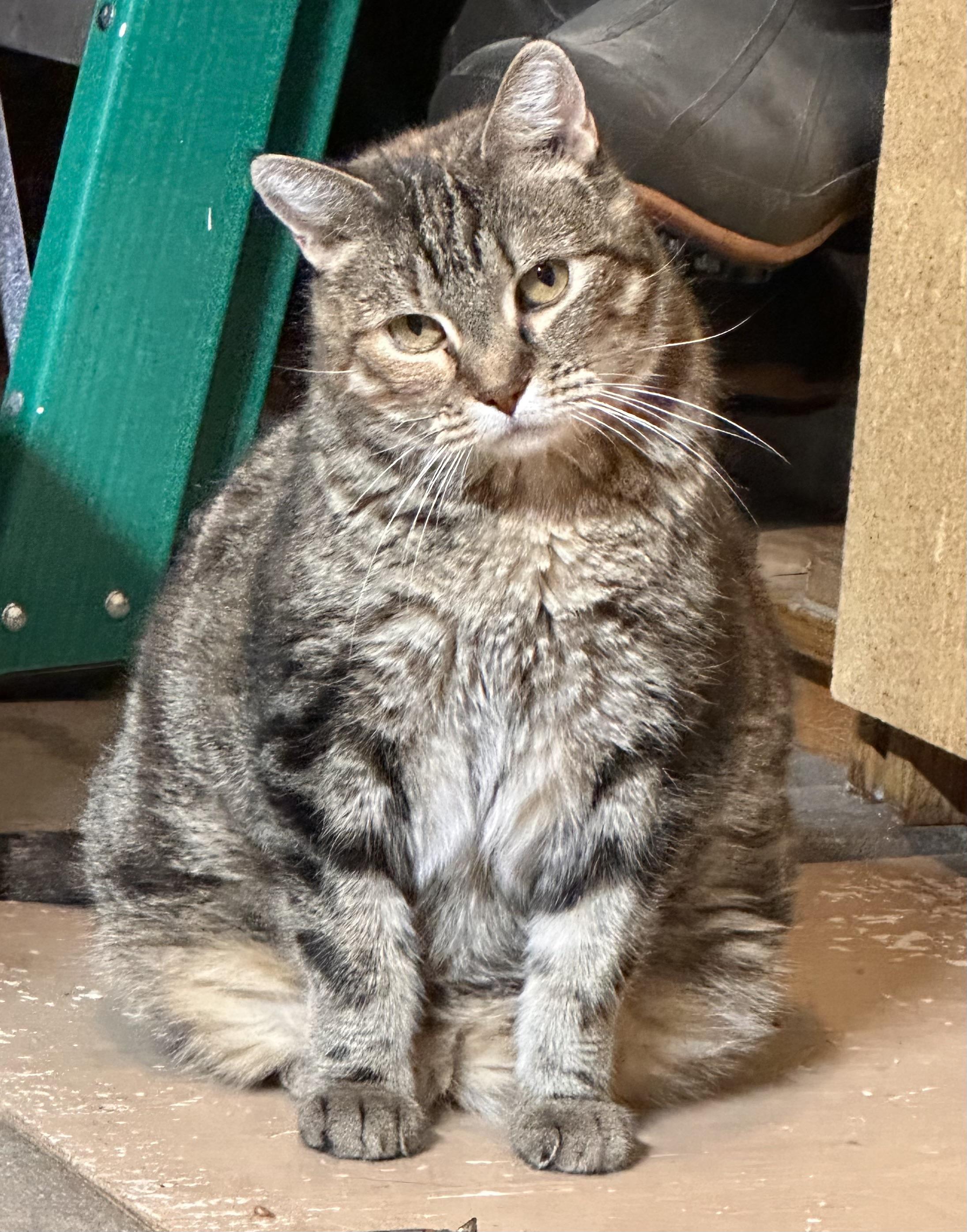 Missy, ADOPTABLE, Adult Female Domestic Medium Hair.