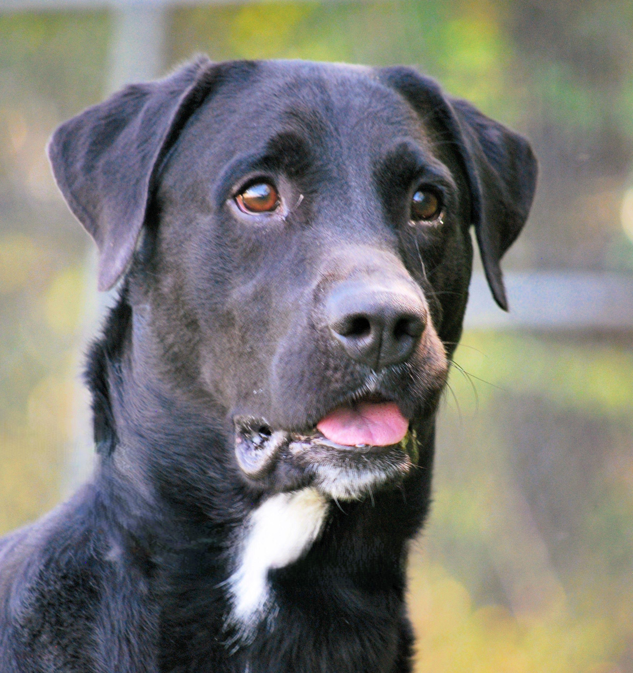 Tank, Adopted, Adult Male Black Labrador Retriever.