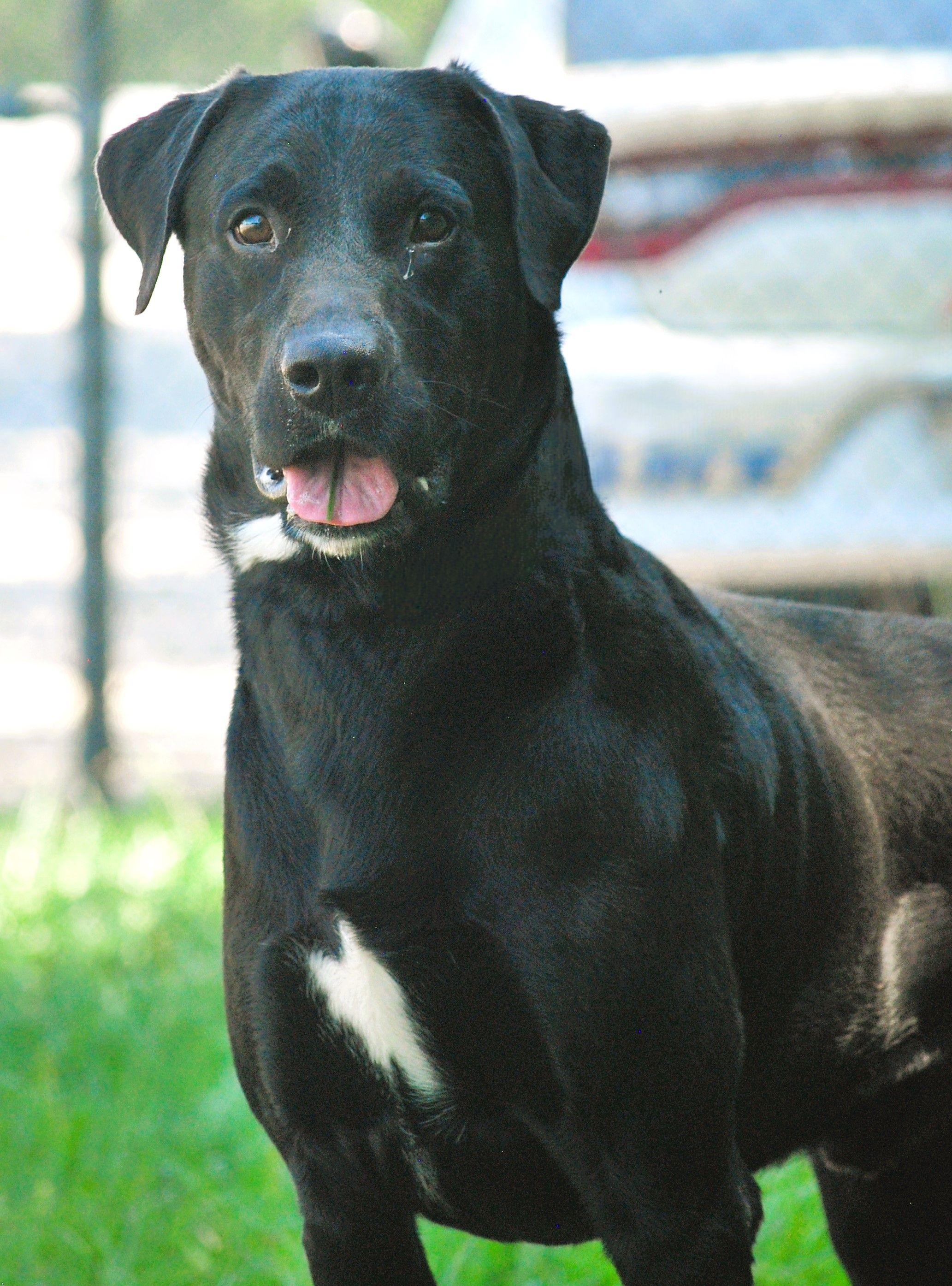 Tank, a Adopted Black Labrador Retriever in manchester, TN image 3/5