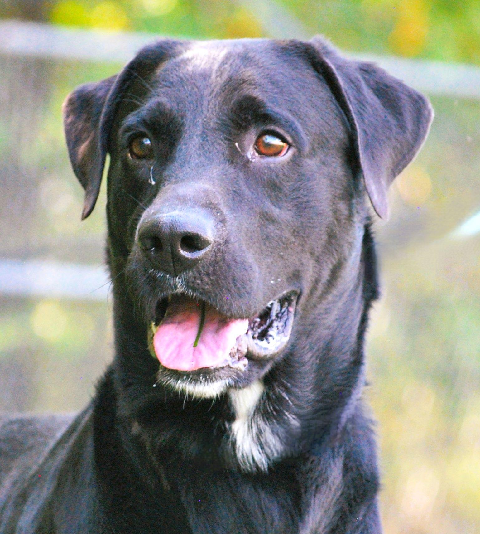 Tank, a Adopted Black Labrador Retriever in manchester, TN image 4/5