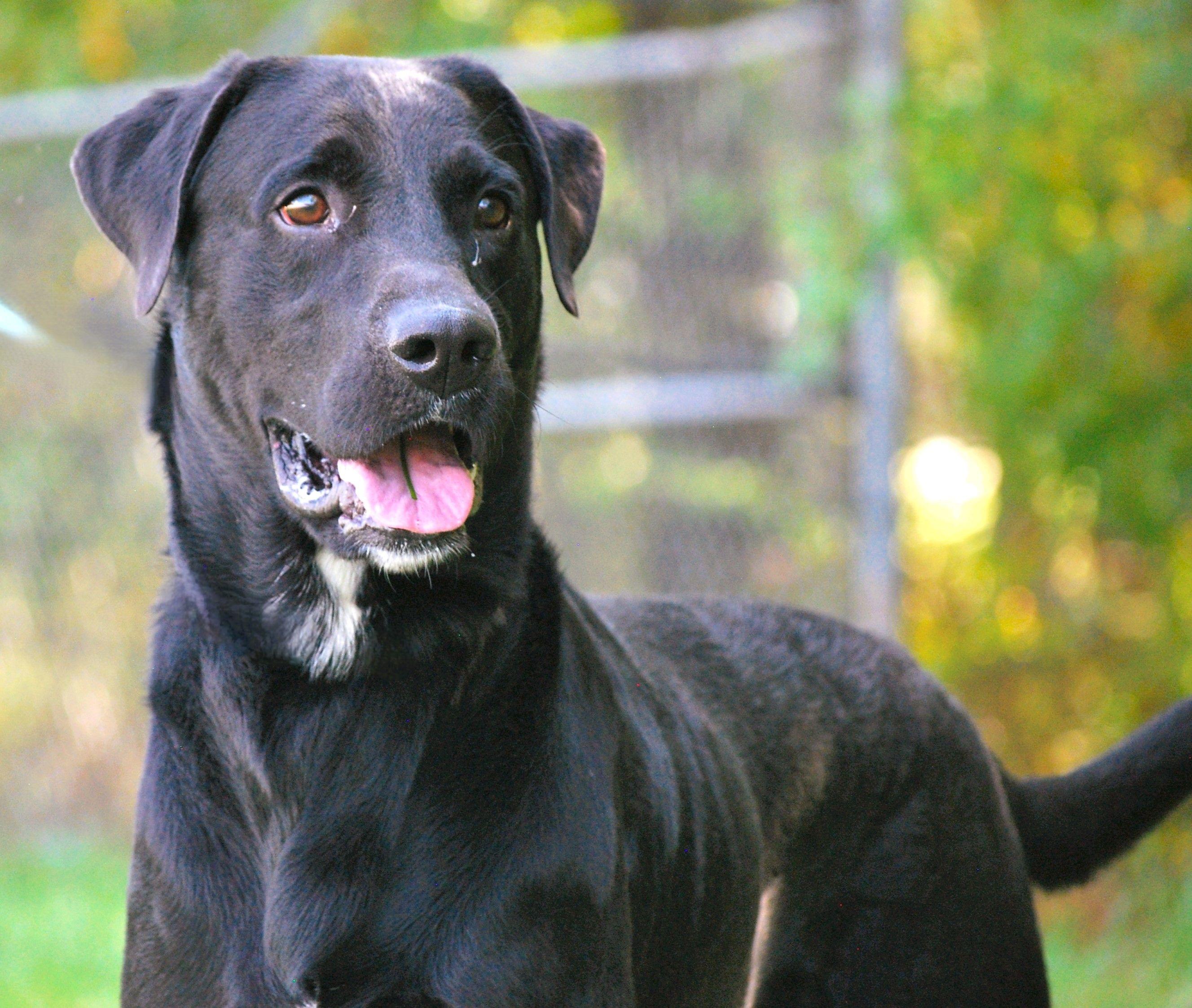 Tank, a Adopted Black Labrador Retriever in manchester, TN image 5/5