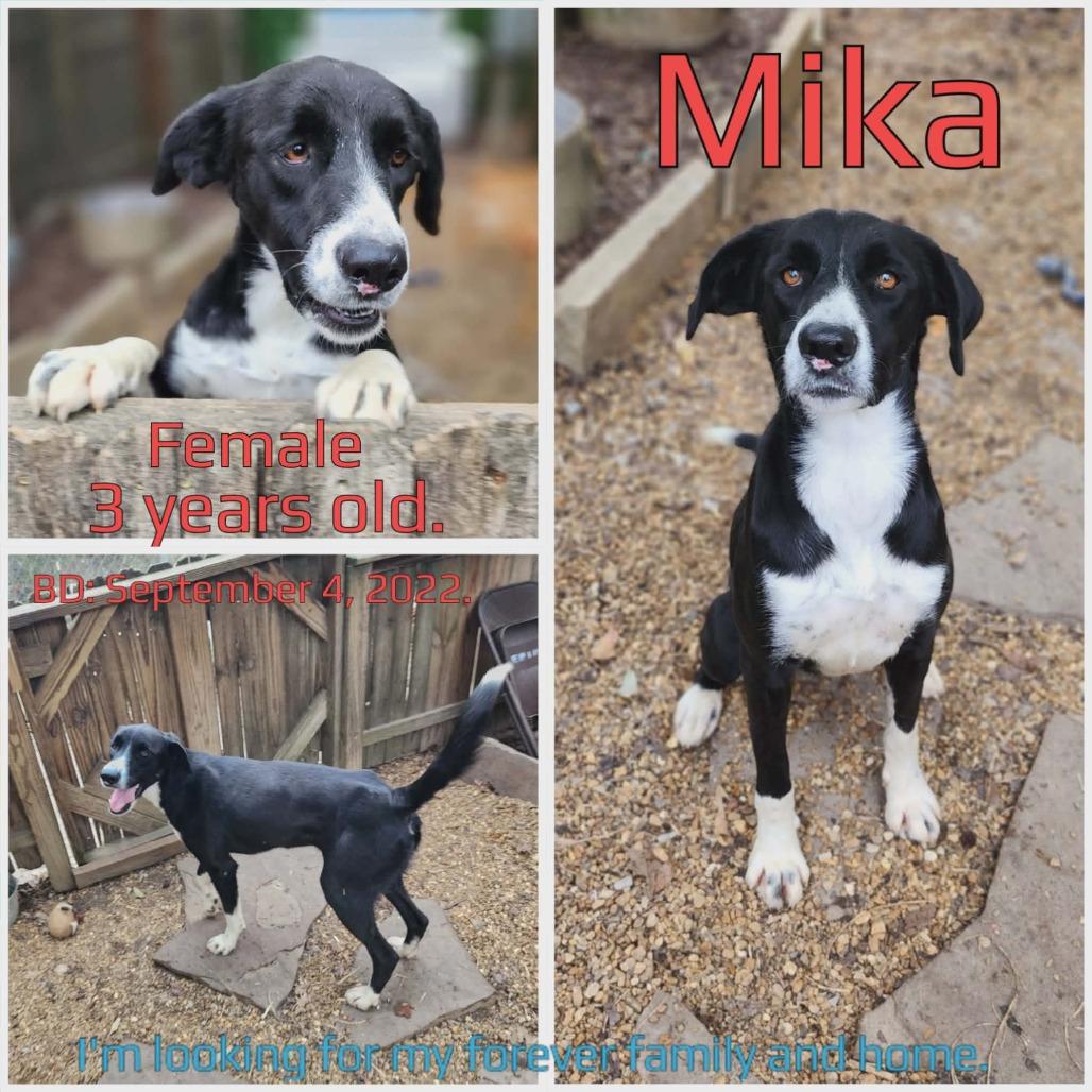 Mika