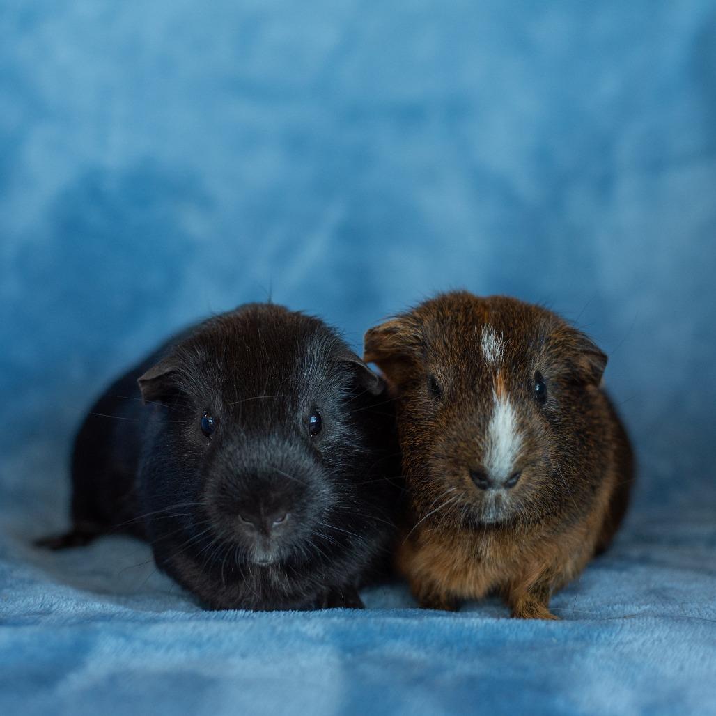Dalton, Adoptable, Adult Male Guinea Pig.